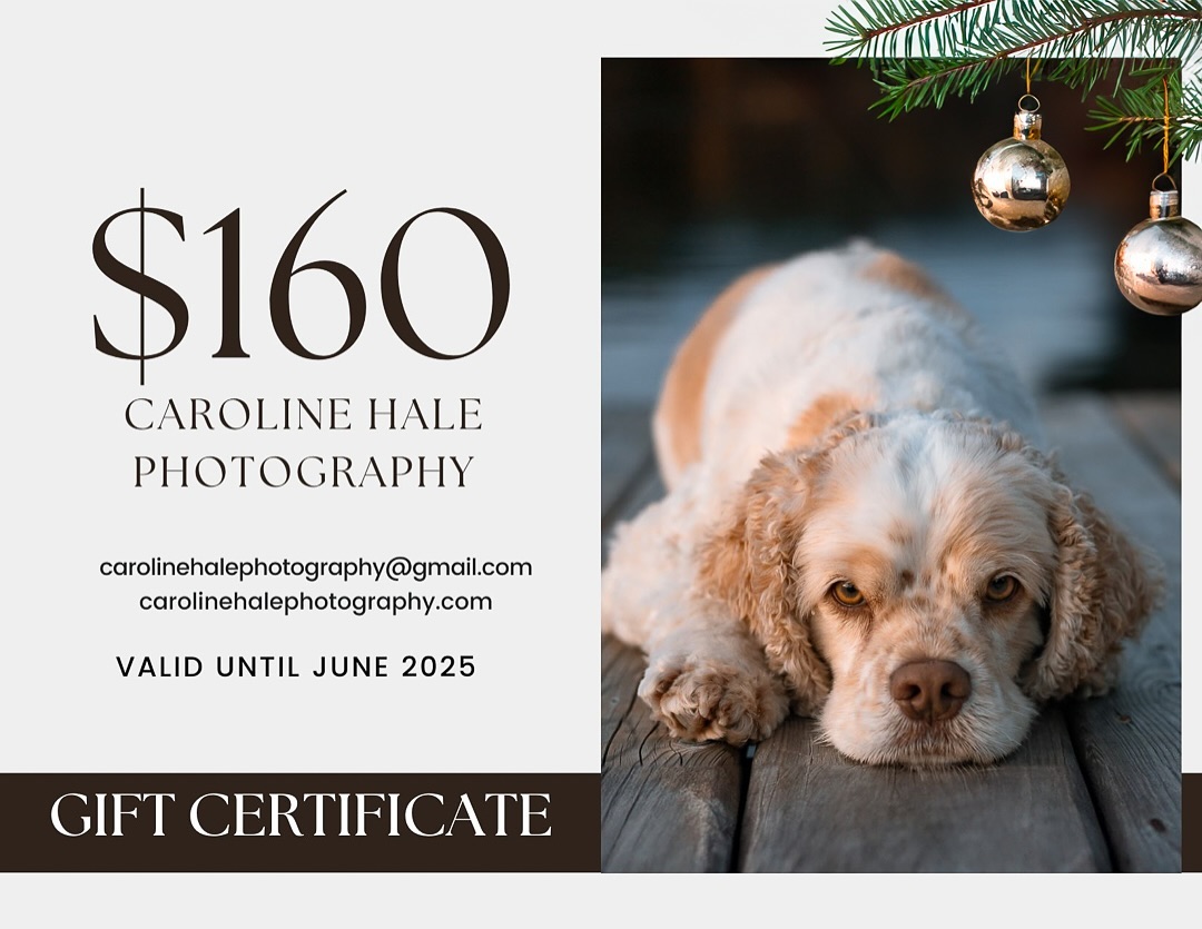 Stuck on what to get the ultimate animal lover in your life? I’ve got you covered!
Give the gift that’ll make tails wag and hearts melt - Gift certificates are now available just in time for Christmas!🎄
Because, honestly, who doesn’t want a cute puppy photo session??
DM me for more info ✨
#petphotography#petphotographer#novascotiaphotographer#novascotiaphotography#ns#novascotia#pets#animals#dog#dogphotography#dogphotographer#dogportrait#canon#holiday#giftcertificate