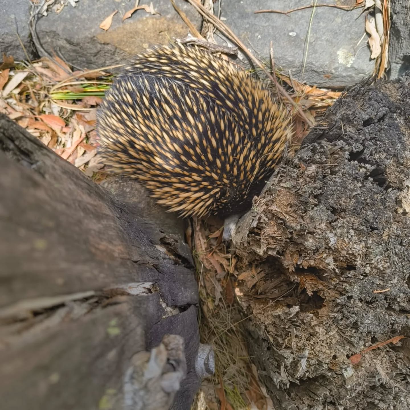 You can't see me!
Pic: nk