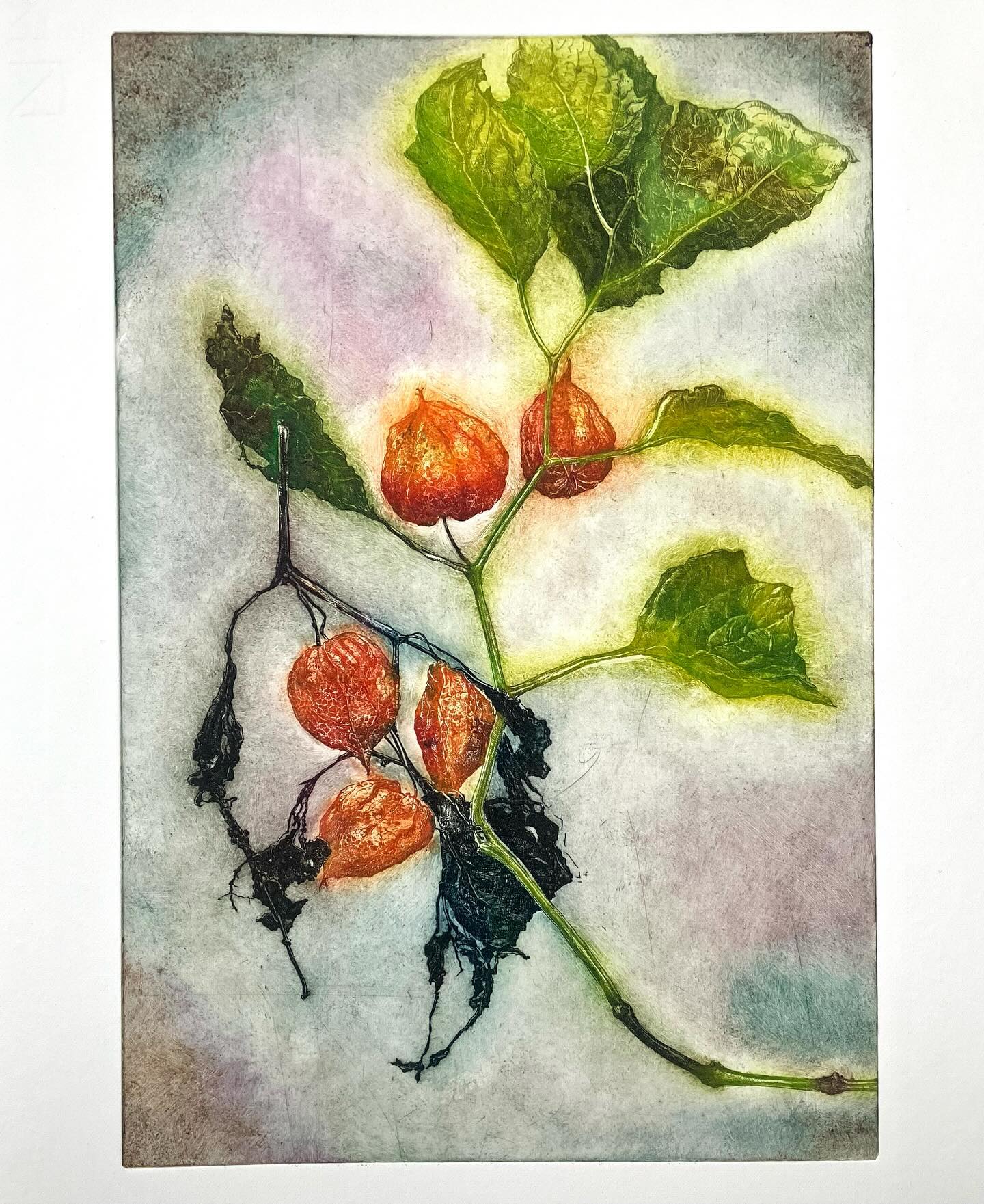 ‘Verlos ons van het kwade’, een zeer actuele bede in donkere tijden. Kleurenets gemaakt voor het essay van Willem Jan Otten deze week in het Katholiek Nieuwsblad. Pagina weer prachtig vormgegeven door Mariëlla Conen. hppts://digitaal.kn.nl #katholieknieuwsblad #skandalonuitgeverij #insectprint #sealife #printmaking #etching #figuredrawing #classicdrawing #blackandwhitedrawing #engraving #largeetching #penandink #seascapedrawings #fromlifeonly