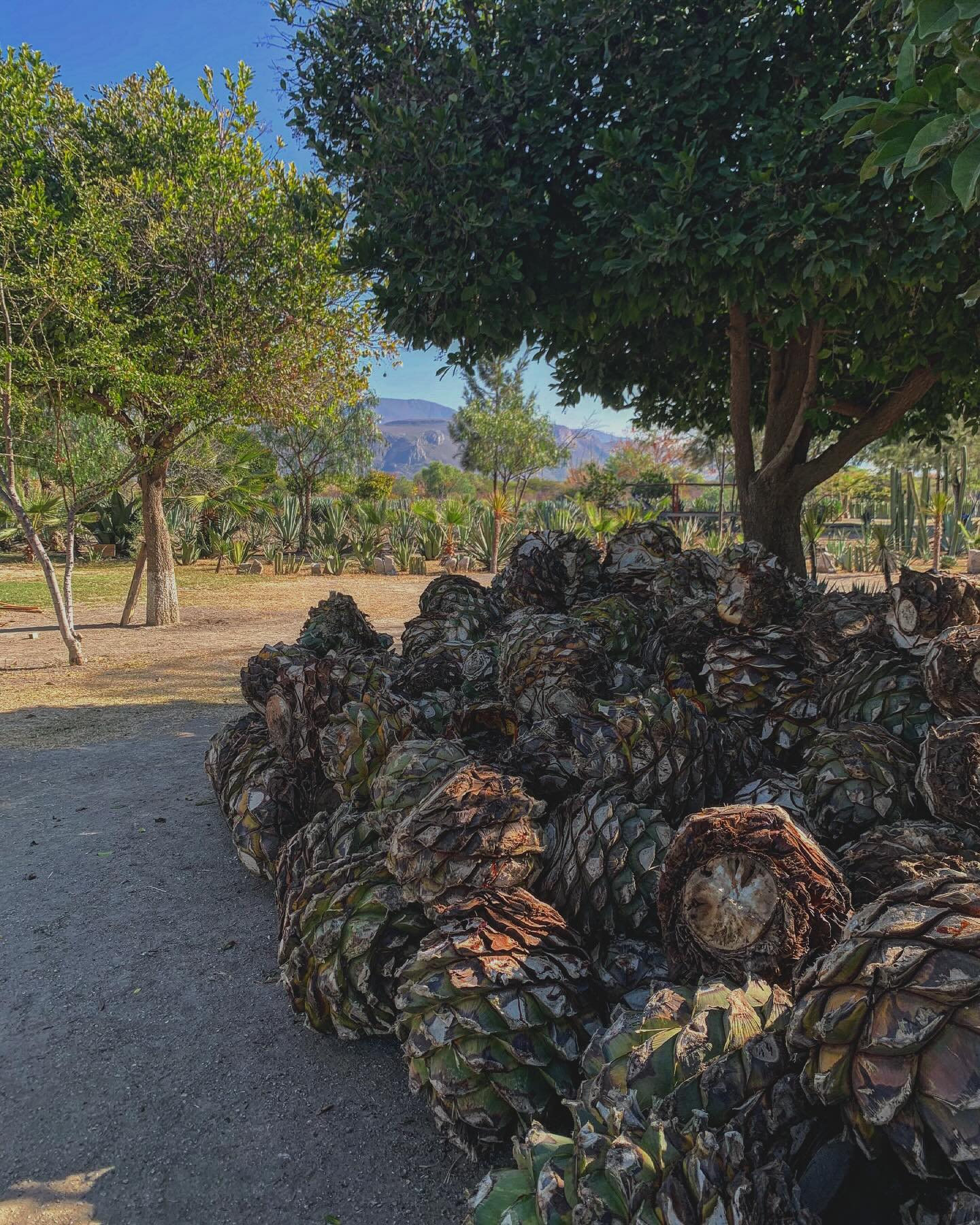 Traveling is a huge inspiration to me. Remembering Oaxaca just made me think of how incredible a wedding there would be. Imagine a wedding in the Oaxacan countryside at a mezcaleria, surrounded by agave fields and hills (cerros). The ceremony could take place there at the mezcal distillery or at one of the beautiful temples in town. After ceremony, guests are sipping mezcal or having a mezcalita by the agave fields. Then dinner with a view of the landscape. The print in my slides would be the inspo for the tablescape. Guests have so many activities to do there and soooo many yummy restaurants to eat at. And the beach is not too far! Puerto Escondido is just right there! Perfect honeymoon spot for sure! You’re welcome hahaha now let’s make it happen!