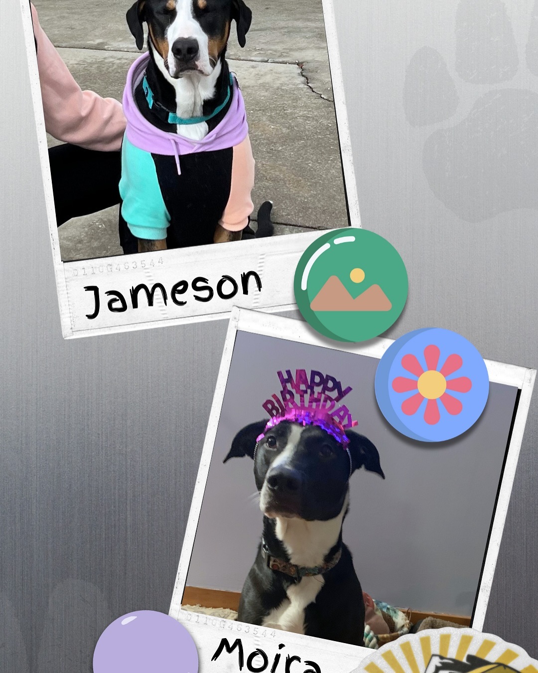 We love our Doobie pets πππ₯Ί