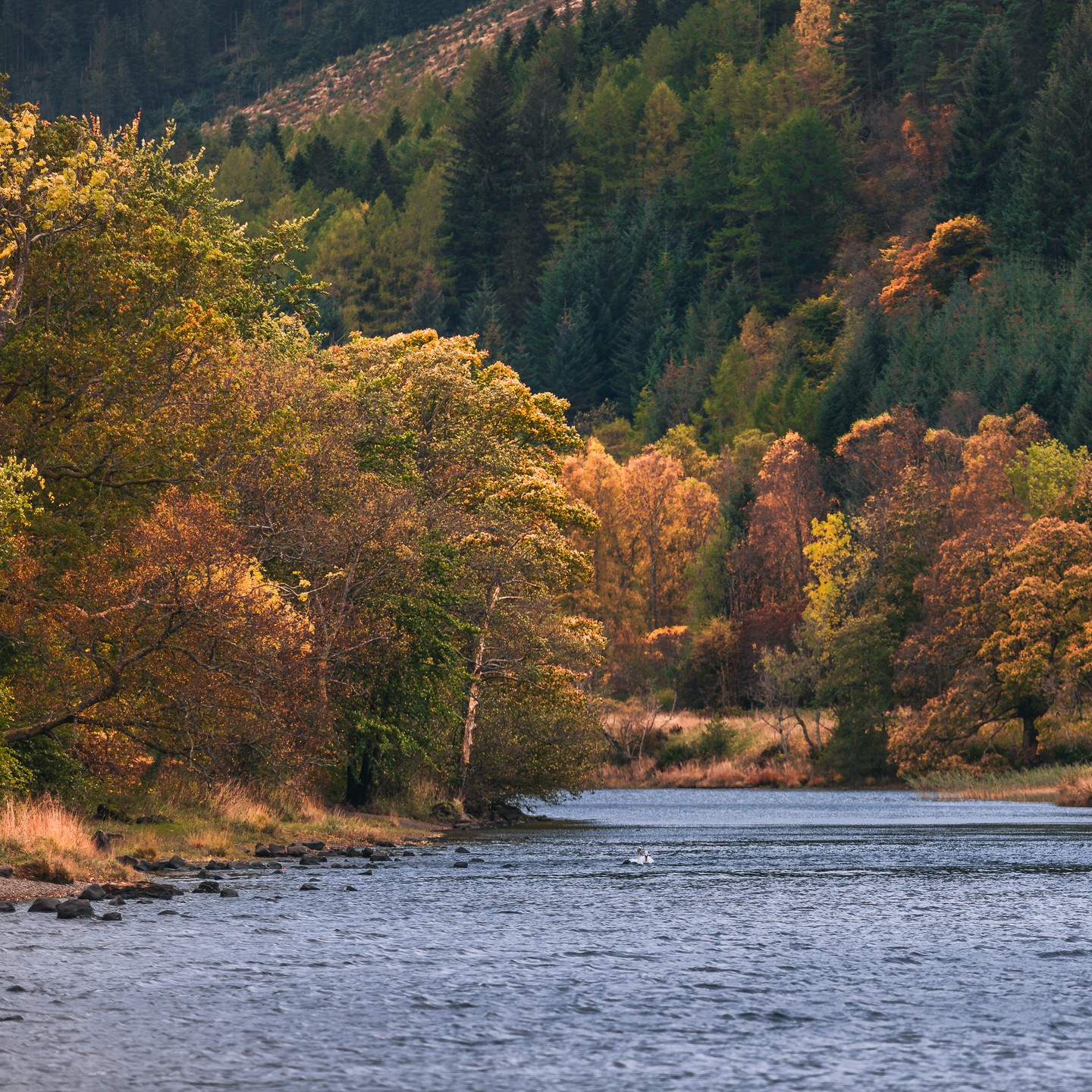 You know it’s cold when even ducks & swans look like they’re reconsidering their lifestyle choices. Loch Lubnaig you’re beautiful but brutal.
#lochlubnaig #scottishhighlands #callander #visitscotland #wildswimming #scotlandlandscapes #mountainviews #goldenhourlight #autumnvibes #hiddenscotland #explorescotland #scotlandphotography #lochviews #naturelovers #scottishscenery #trossachsnationalpark #landscapephotography #wildscotland #untamedscotland #scotlandadventures #naturalbeauty #scenicshots #lovehighlands #waterscapes #highlandmagic #scotlandnature #outdoortherapy #adventurescotland #autumnlandscapes