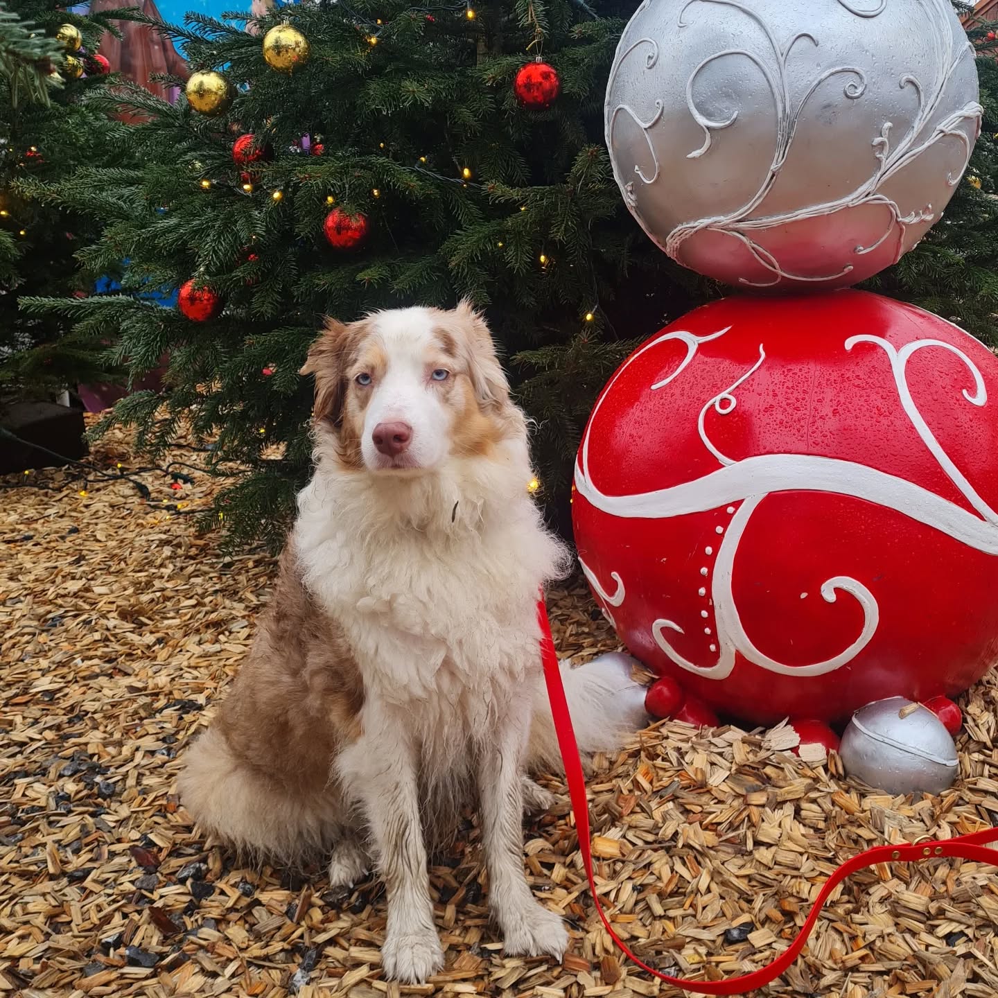 Das Team von WUNSCH LEINEN wünscht euch frohe Weihnachten. Genießt die besinnliche Weihnachtszeit und die hoffentlich freien Tage mit der Familie.🎄 🎁🐕🥰
#weihnachten #heiligabend
#weihnachten2024 #feiertage #Familie #familienfest
#froheweihnachten🎄
#besinnlichezeit #Hunde #aussiefreunde #Hundeleine #aussies #wunschleinen