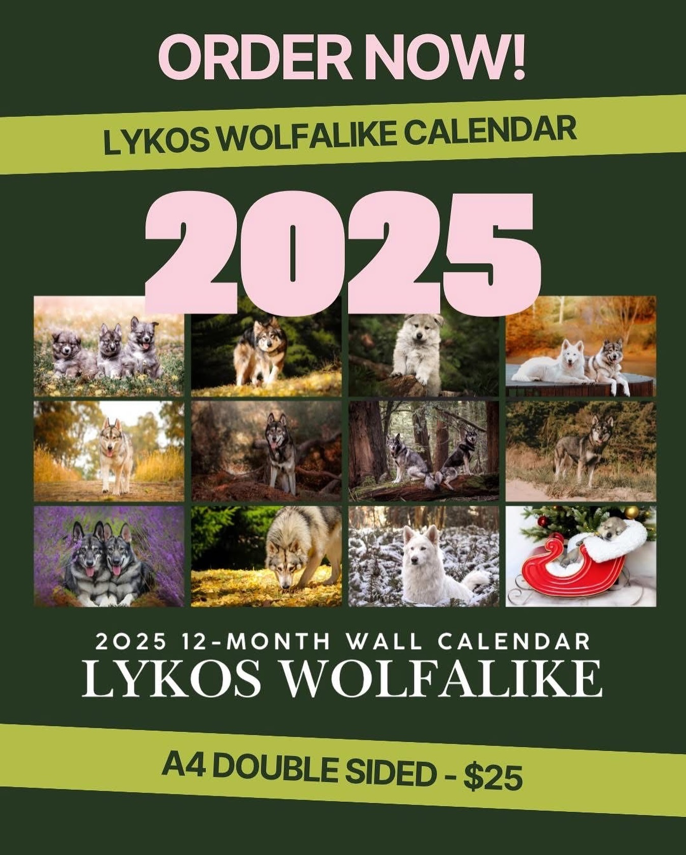 🐾2025 LYKOS WOLFALIKE CALENDAR IS NOW READY TO ORDER! 🎉
Want to make all 365 days extra special?
Each month showcases professional photographs of our Lykos Wolfalikes!
A4 Double Page (opens to A3 size)
Sturdy Spiral Binding
$25 with FREE shipping Australia-wide!
Order now via our website shop:
https://www.lykoswolfdogs.com/shop/2025-LYKOS-WOLFALIKE-CALENDAR-p533068510