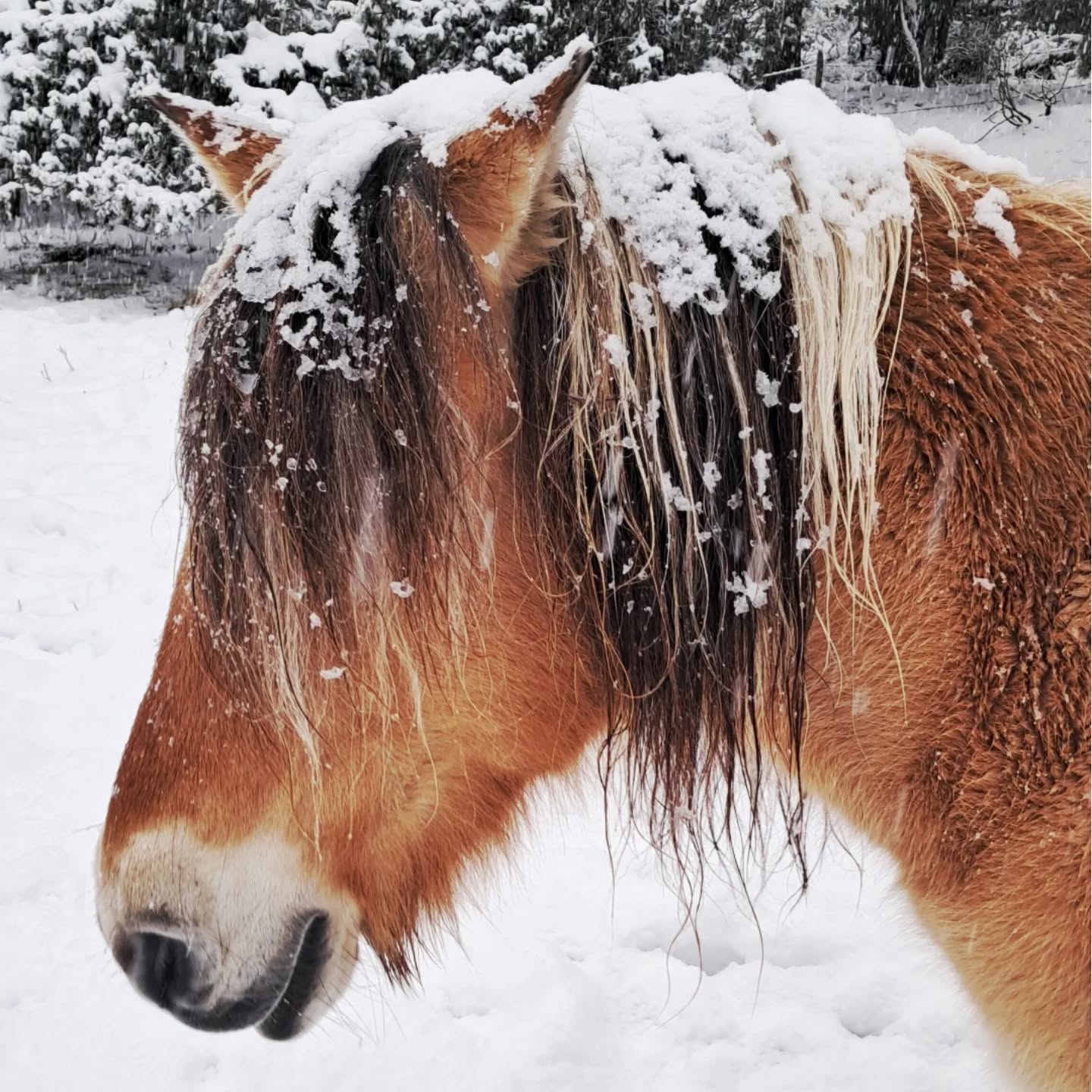Impassibles sous la neige nos gros doudous pour une ambiance de fin d'année où les jours ralentissent et la neige se pose, impose le silence
#animauxsouslaneige #douceurdevivre #naturelovers relove #paixdansnoscoeurs #montagneardechoise #auclairdelasource #lanarce
