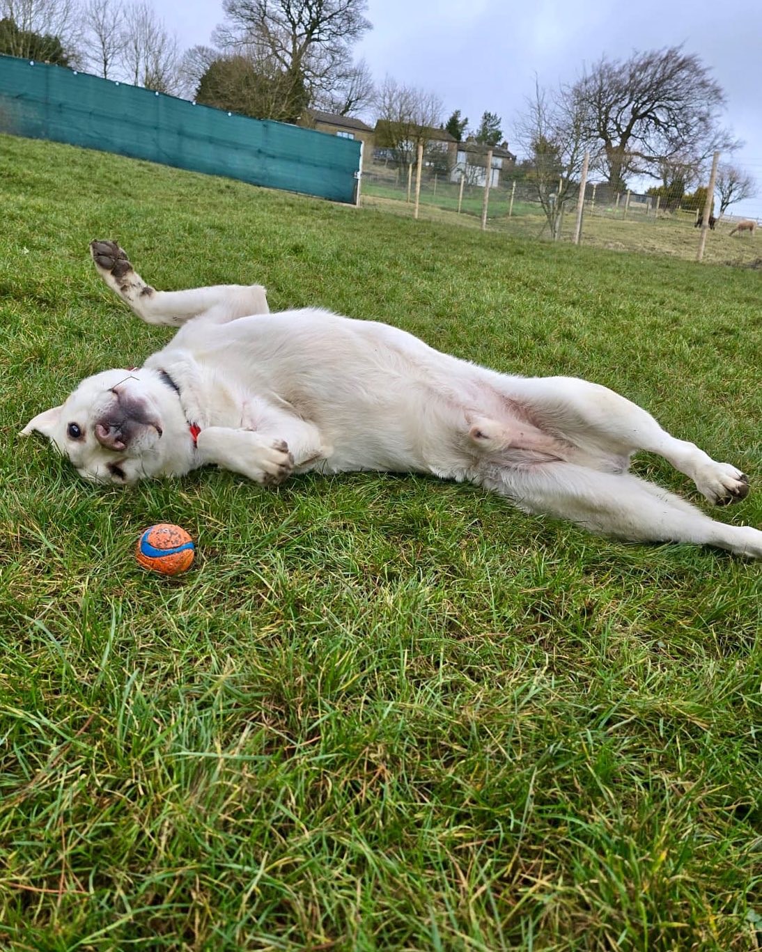 These lying down action shots got us cracking up