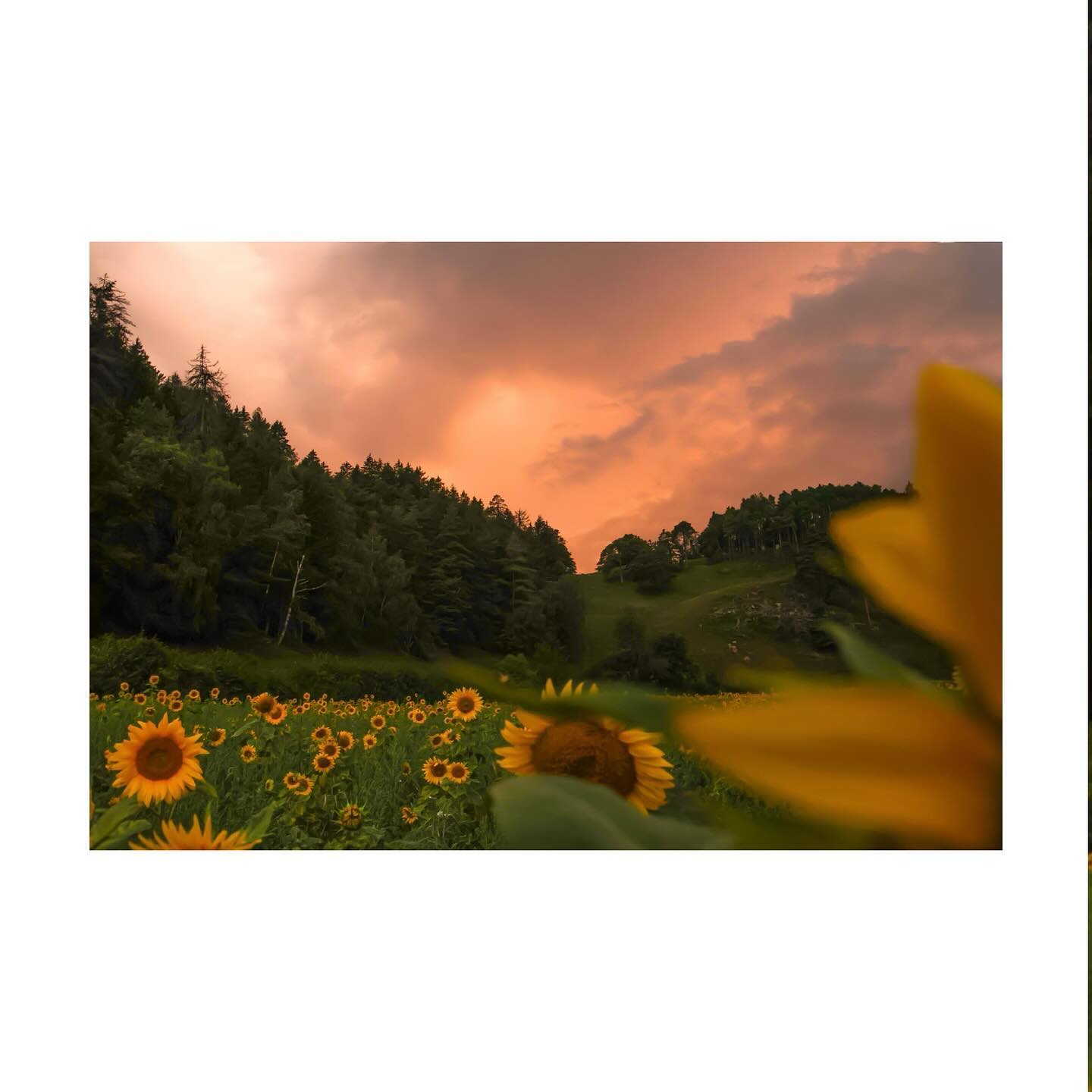 Summer Breeze
⚒️ Canon EOS R7 | 1/200s | ISO 200 | f5.6
#sunflower #sun #thunder #canon #canonphotography #canon_photos #photo #photooftheday #naturephotography #schweiz #graubünden #gewitterstimmung @graubuenden @canonswitzerland