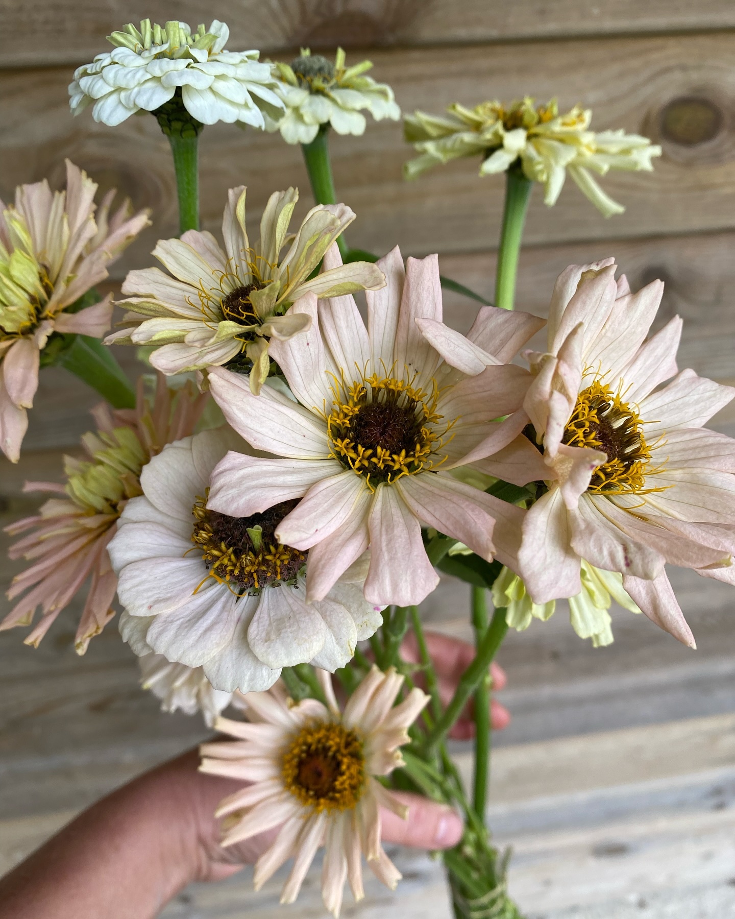 And this was October - the last of the beautiful blooms for the season off to fabulous florists to work their magic 🪄 🌸🥰