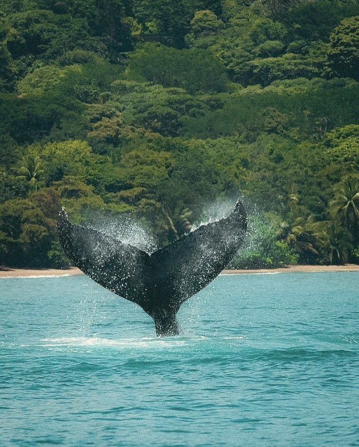 Cheers to a new year and a new adventure in Costa Rica! 🇨🇷
When you stay at Blue Ridge, you’re immersed in the breathtaking beauty of this place, whether it’s the vibrant wildlife, the stunning waterfalls, or the unforgettable sunsets. It’s the perfect base to experience the wonder of nature, with every moment reminding us just how magical this paradise truly is. 🌴