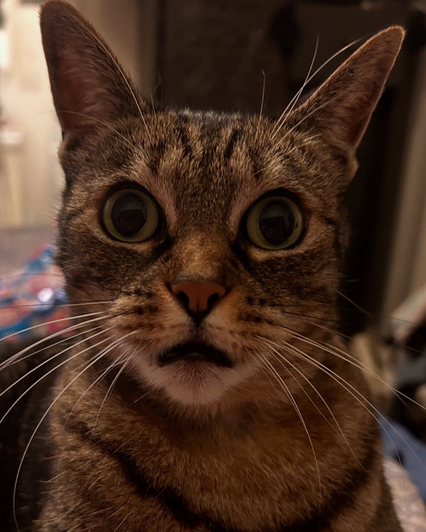 Introducing Lana Leopard, leader of the Catraté Fighters, cats who know karate. Lana is known for her unusual love for water. She fights to preserve the harmony between humans and cats. Her mentor and sensei was Majestic Magic, who taught her the art of American Kittenryu. Lana has a love for the outdoor world but learned to love the indoors after learning of Majestic Magic’s sister.
Play as Lana Leopard in the game Meow Alpha free at FullDino.com!