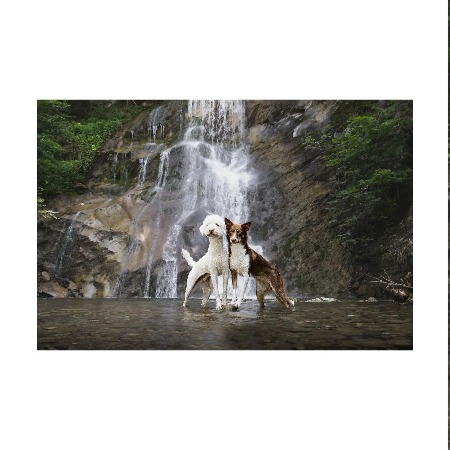 Guardians
Ein Bild steuern, bedeutet, dass man wissen muss was man am Ende darstellen will. Hierfür habe ich bewusst die Hunde ins Bild genommen. Das gezielte Einsetzen der Tiere hat dazu beigetragen, dass die horizontalen Ebenen durchbrochen werden.
Durch den weichfliessenden Wasserfall (Langzeitbelichtung) heben sich die Tiere, vom Hintergrund mit dem hellen, sprudelnden Wasser stärker ab.
⚒️ Canon EOS R7 | 1/125 sec | f/8 | ISO 800
#lagotto #lagottoromagnolo #border #bordercollies #bordercolliesofinstagram #canon #canonphotography #canon_photos #dog #chien #landscape #landscapephotography #photooftheday #naturephotography #photography #switzerland