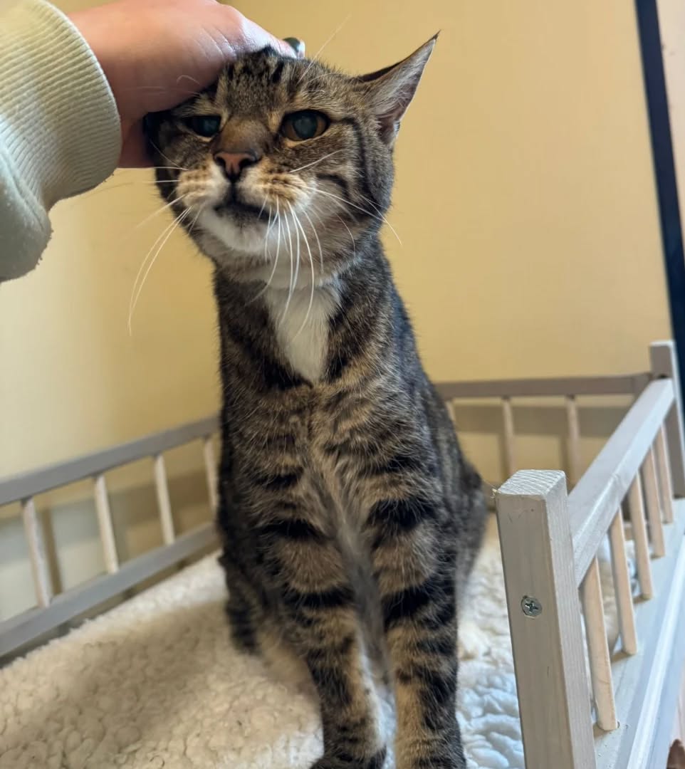 😽🐾
#cathotel #tabbycat #luxurycattery #cutecats #tabbycatsofinstagram #catboarding #catsonholiday