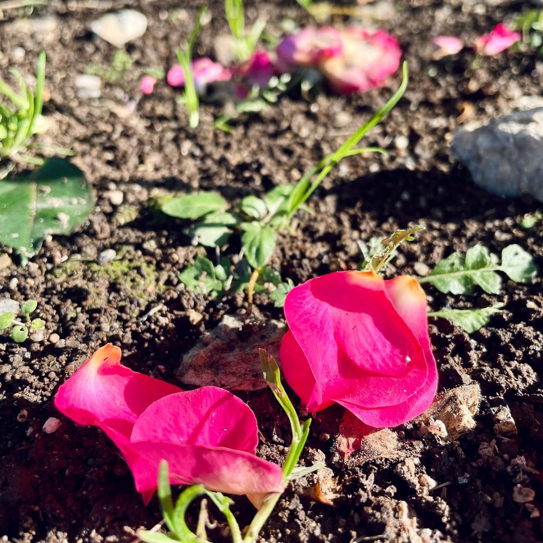 In the stillness of winter, when the world feels empty and bare, beauty lingers in the smallest things.
A fallen petal, its color still vivid against the cold earth, speaks softly of a life once vibrant.
Even in its fading, there is grace—showing that beauty does not vanish but changes form, leaving traces of life in the simplest, most fleeting moments. 🌷
#nature #beauty #aesthetics #flower #art #wabisabi #fleetingbeauty #creativity #wellbeing #culture #kyoto