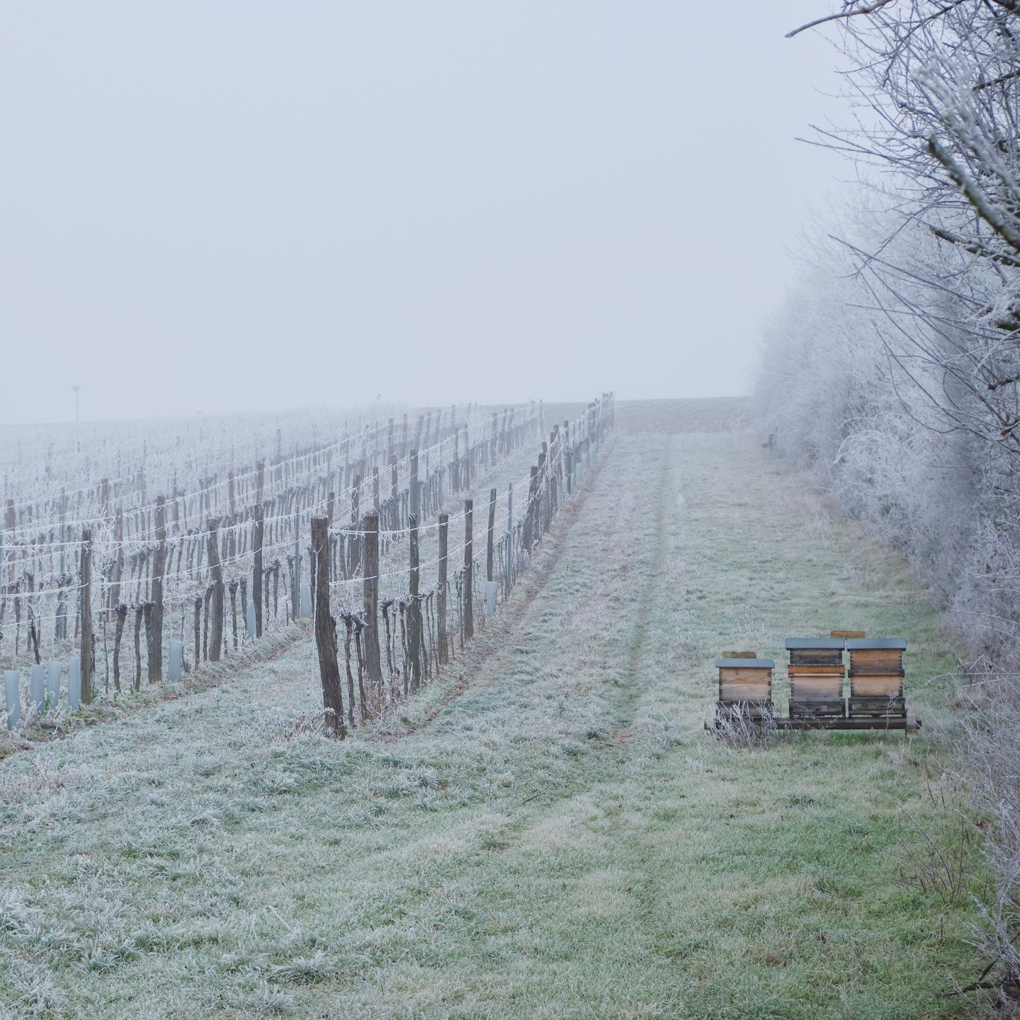 Winterruhe im Weinviertel
Für den, der die raue Schönheit des Winters im Weinviertel zu schätzen weiß, hat die kalte Jahreszeit ihren eigenen Zauber.
Es ist eine Zeit der Ruhe, in der die sanften Hügel und weiten Felder in ein weißes, friedliches Kleid gehüllt werden. Wenn der erste Frost die Natur überzieht, liegt ein Hauch von Magie in der Luft. Die kühlen Winde ziehen durch die Weinreben, die nun in ihren letzten Lebenszyklen ruhen.
In der Stille dieser Tage denken wir über das vergangene Jahr nach, schmieden Pläne für die Zukunft, schätzen aber auch die Ruhe die in unseren Alltag eingekehrt ist.
Wir blicken dankbar zurück und mit Zuversicht nach vorne und wünschen euch allen wohlige Wärme und einen guten Start in das Jahr 2025.
Elisabeth, Simon und Johann