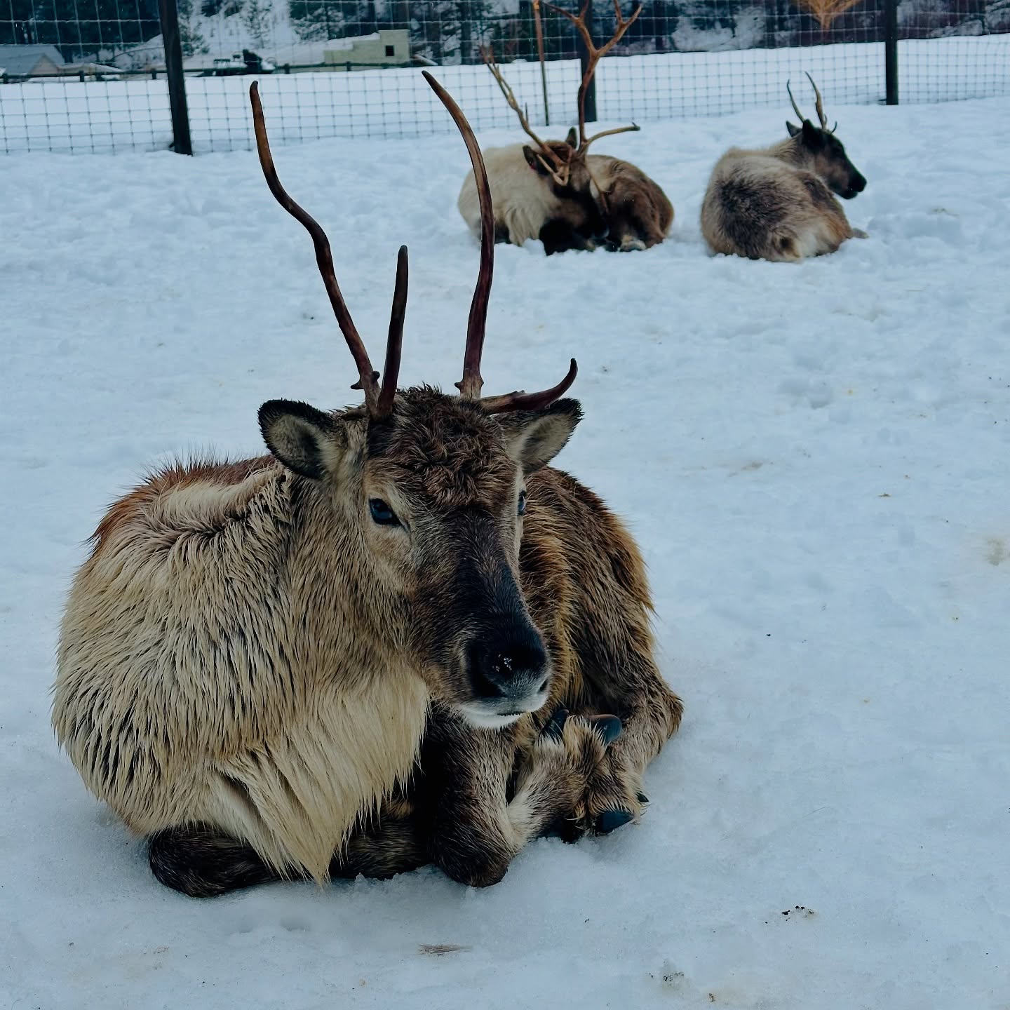 Annual “if you squint it could totally be Europe”
winter adventure in the Bavaria of the PNW. Austria & Lapland are both still on the bucket list, but we’re stoked to have these bits of magic within a few hours of home.
All the details you need for the perfect winter weekend in Leavenworth (reindeer included) up on the blog 👆
#pnwonderland #leavenworth #winterinwashington #reindeer #winterwonderland