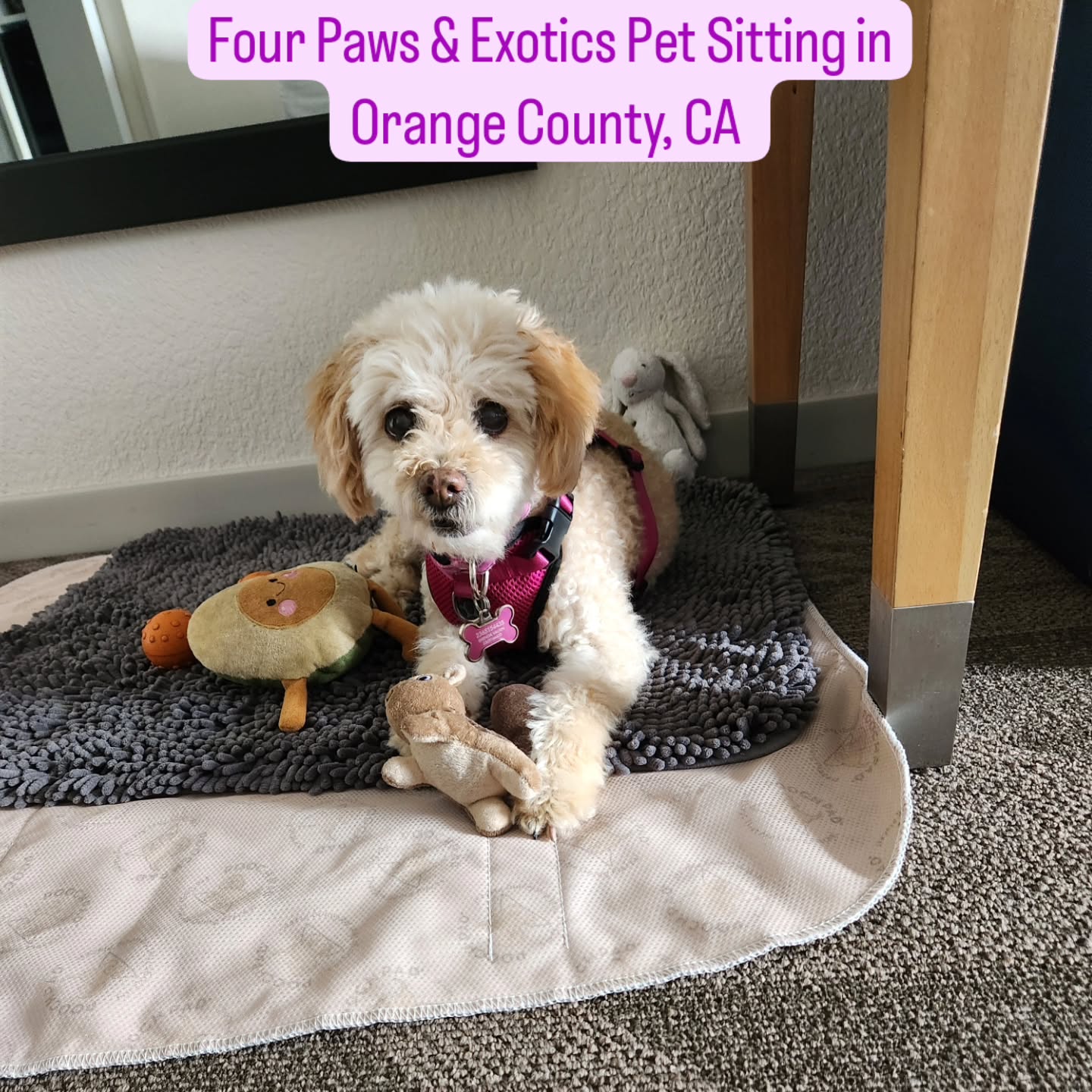 Meet Maty again! I first cared for Maty in 2023 when her family flew in from Canada for their family trip to Disneyland. I stayed at their hotel and watched her. Imagine my surprise when her owner reached out to me again in 2024 to care for Maty so they could plan another trip to Disneyland. It was a heartfelt reunion, and I was so thankful that Maty's owner asked me to watch her again. Thank you @brendavalrin ! I hope to see you and Maty again in 2025! â¤ď¸đđž
#petsitter #dogwalker #orangecountypetsitter #cutedogs