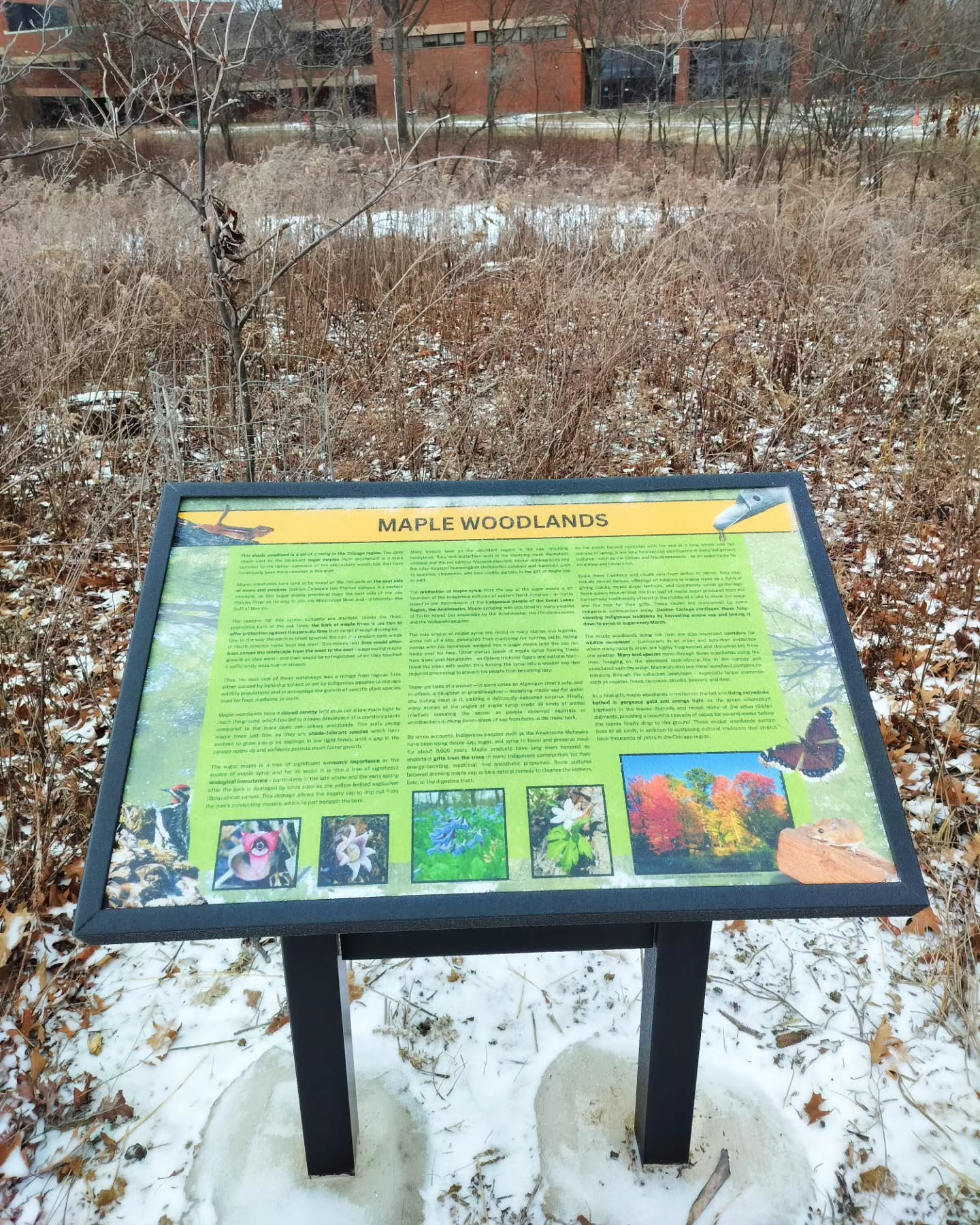 Happy New Year! Come visit the beautiful natural areas on our Des Plaines campus and find our newly installed ecological interpretative signs to deepen your understanding and appreciation for the beautiful and biodiverse land that we are stewarding here.