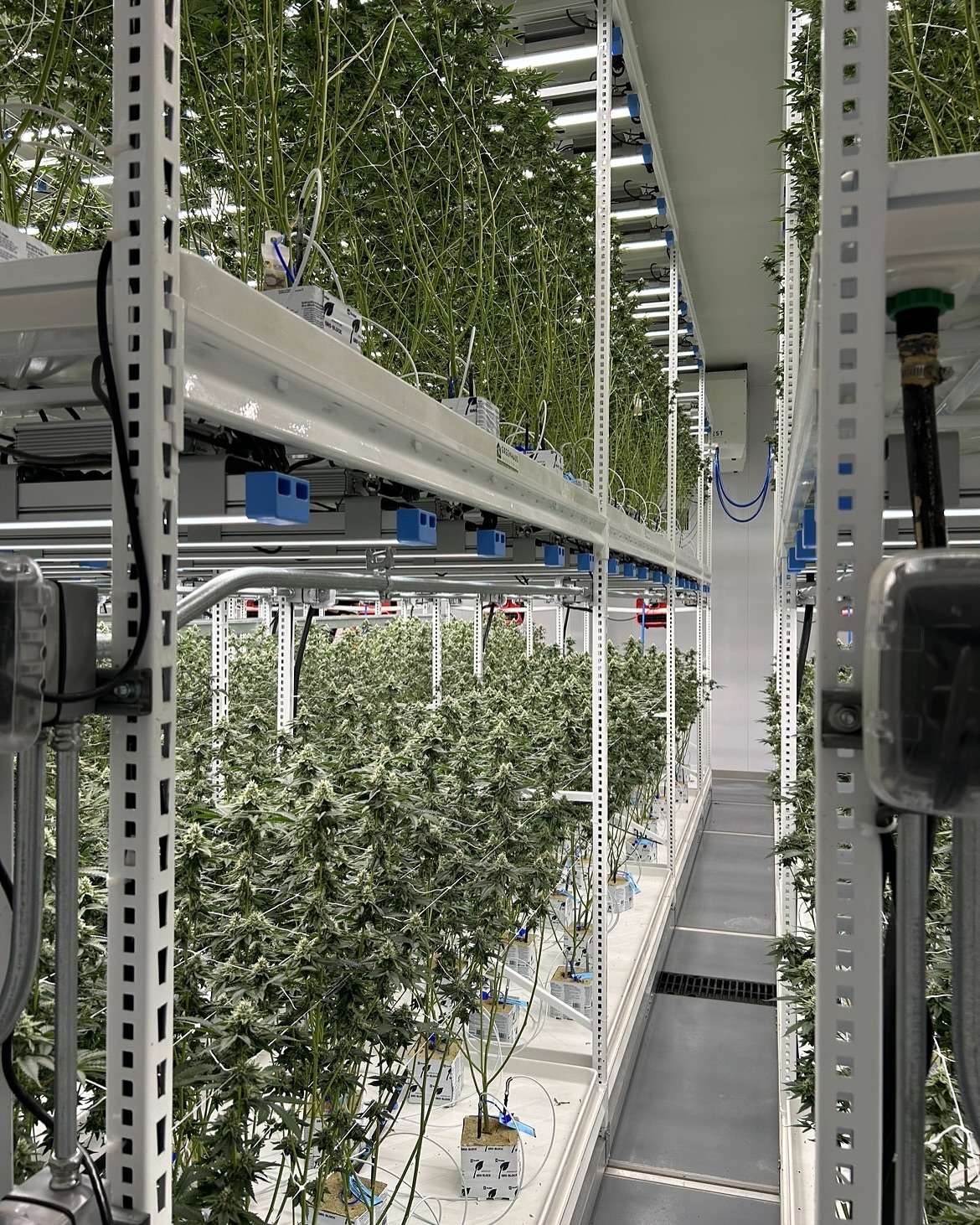 Allow us to reintroduce ourselves! 👋 It’s been a minute since we posted—Welcome to Classic Roots, where cannabis is crafted with care and Michigan pride. 💚Our crew is dedicated to bringing premium products to those that demand exceptional standards, unique flavor profiles, and elite genetics. We keep learning and growing every day! Stay tuned for more behind the scenes look at our farm, team, and story. 👀