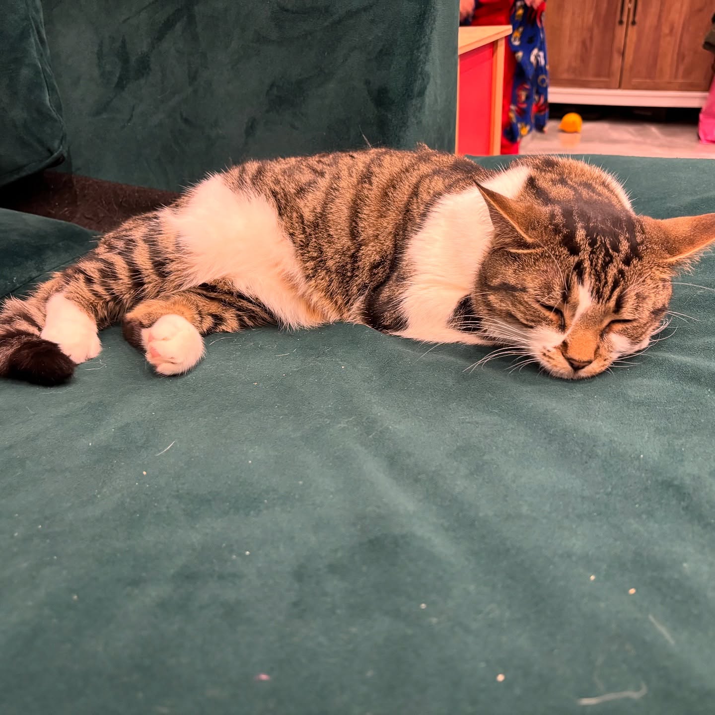 Happy 2025! 🎉 I miss my lovely Mochi and dream of taking a break like you. But as your devoted cat servant, I know it’s time to work hard—finding you more delicious snacks and exciting new toys. 🐾💖 Cheers to another year of spoiling you! 🐱✨
.
.
.
.
#petscrew #pets_crew #petcrewpetsupplies #cat #kitten #kittenlove #catlover #happynewyear #2025 #love #sleep #break #free #snack #toy #pet #petlovers #hometime #mondayblues #dream #meow #worldwide #pet_toys #missyou