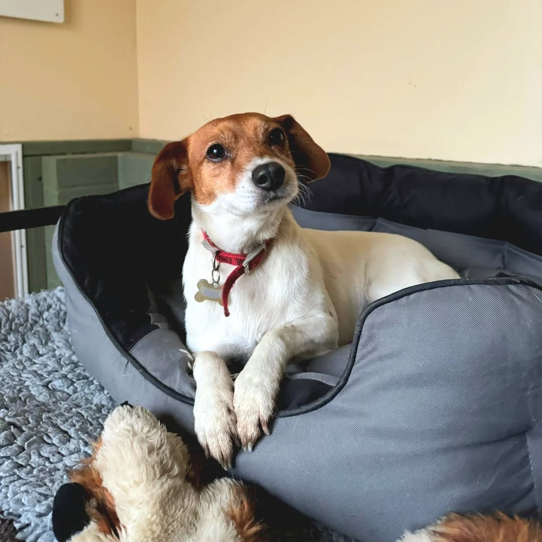 This little lady knows how to lounge in style 🐶🐾
#doggoals #puplife #yorkshiredogs #dogsholiday #dogboarding