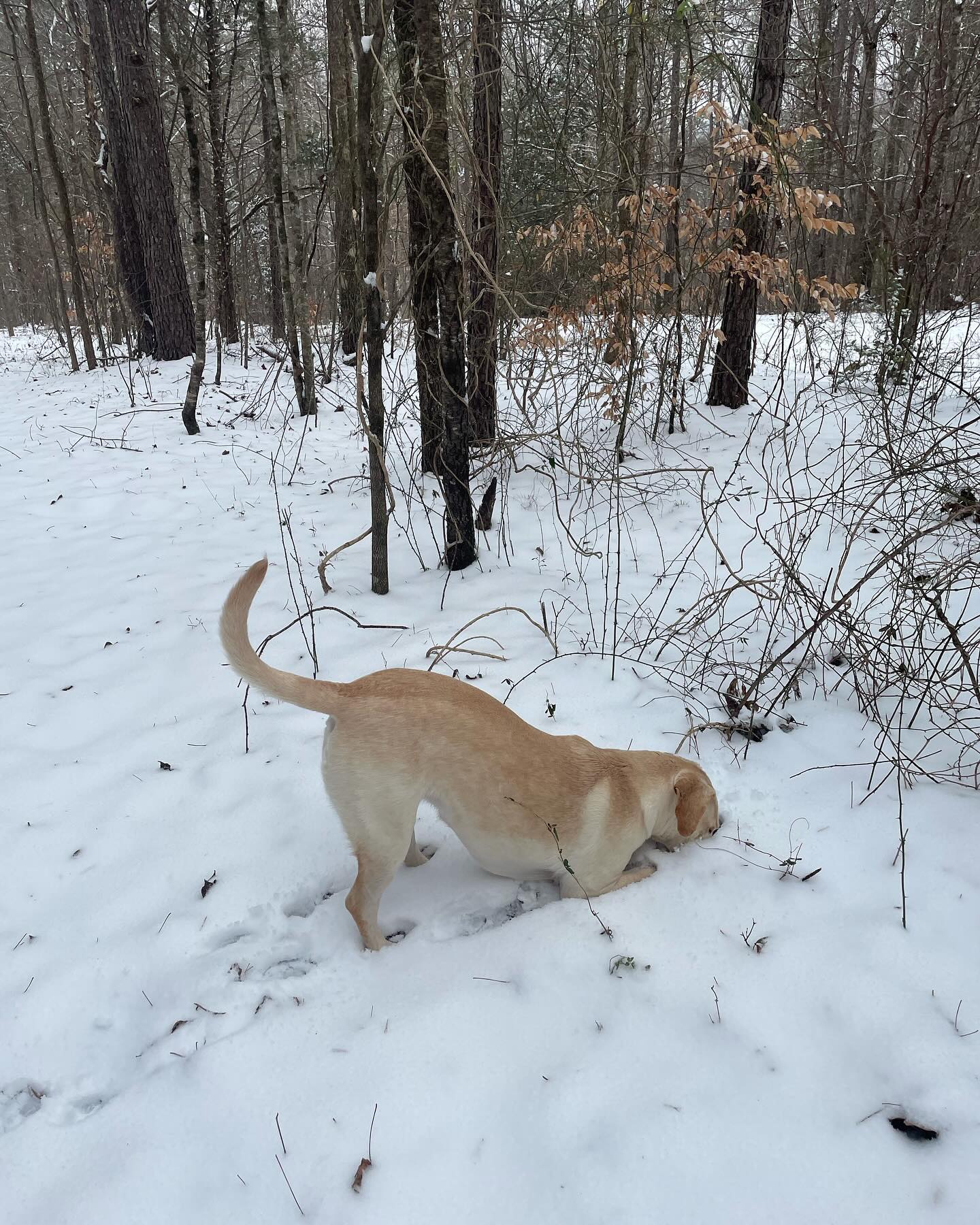 Yesterday, the farm crew stayed home for a snow day, and two of our Peach House family dogs had their very first taste of snow. It’s safe to say they loved it!! We hope everyone had as much fun in the snow as Penny and Annie! ❄️ #snowday #snowshenanigans #dogsinsnow #farmdoglife