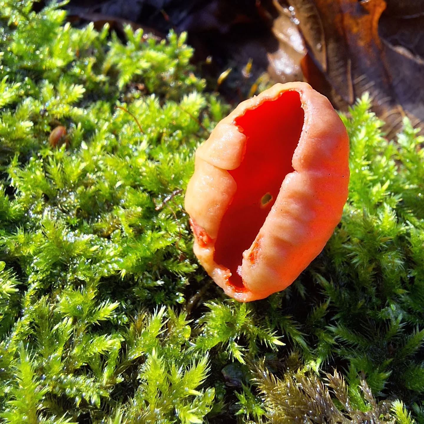 Enjoying the winter sunshine. There are so many flowers out if you slow down and pay attention.
My favourites are the tiny tiny red hazel flowers. You have to look carefully, they're so small.
I read this today from @mariapopova -
We bless our own lives by recognising and referencing the details, the miniature marvels that make this improbable world what it is.
My favourite miniature marvel is this scarlet elf cup fungus ❤️
What have you spotted?
#natureconnection #payattention #winterseason