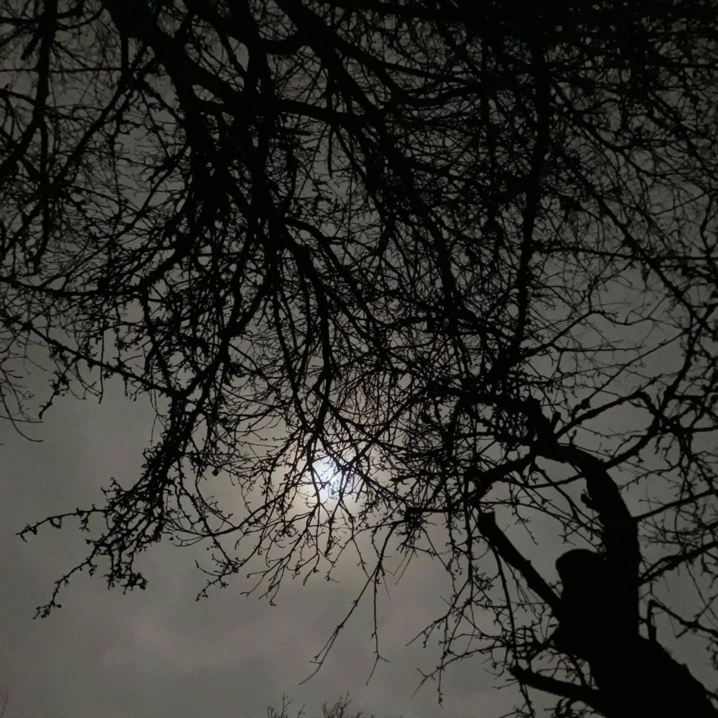 Last night was the full moon - in January it's the cold moon. In fact it wasn't very cold. It was toasty in my hammock.
This was the second full moon sleep out. It's a year long project to sleep under each full moon by my friend @wildwoodadventuresbristol
We slept out in her garden with the tawny owls and the robins.
It was a step up from my lean to in December 🤣
#natureconection #fullmoon #hammocklife