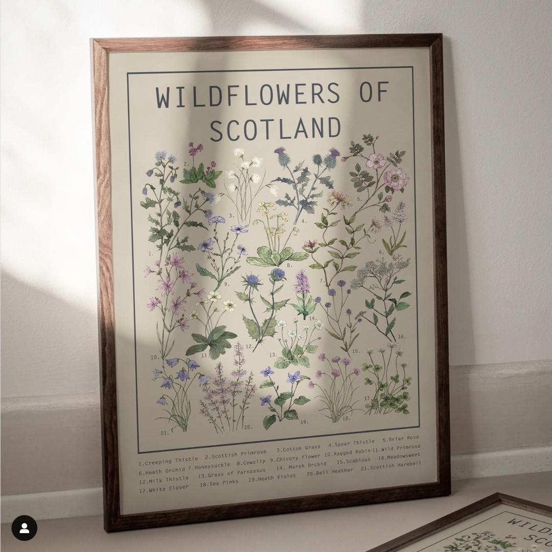 My Wild Flowers of Scotland Poster is still one of my most popular prints I have ever made. It is available in A4, A3 & A2 Sizes from my website & Etsy shop. You can find the link in my profile.
#hackneyandcodesign #wildflowersof scotland #wildflowersposter #botanicalprintshop #scottishgift #invernessscotland