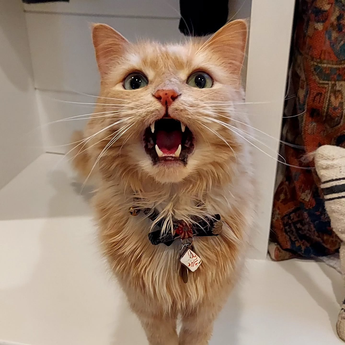 Pablo, the hungriest kitty in all the land. 😸