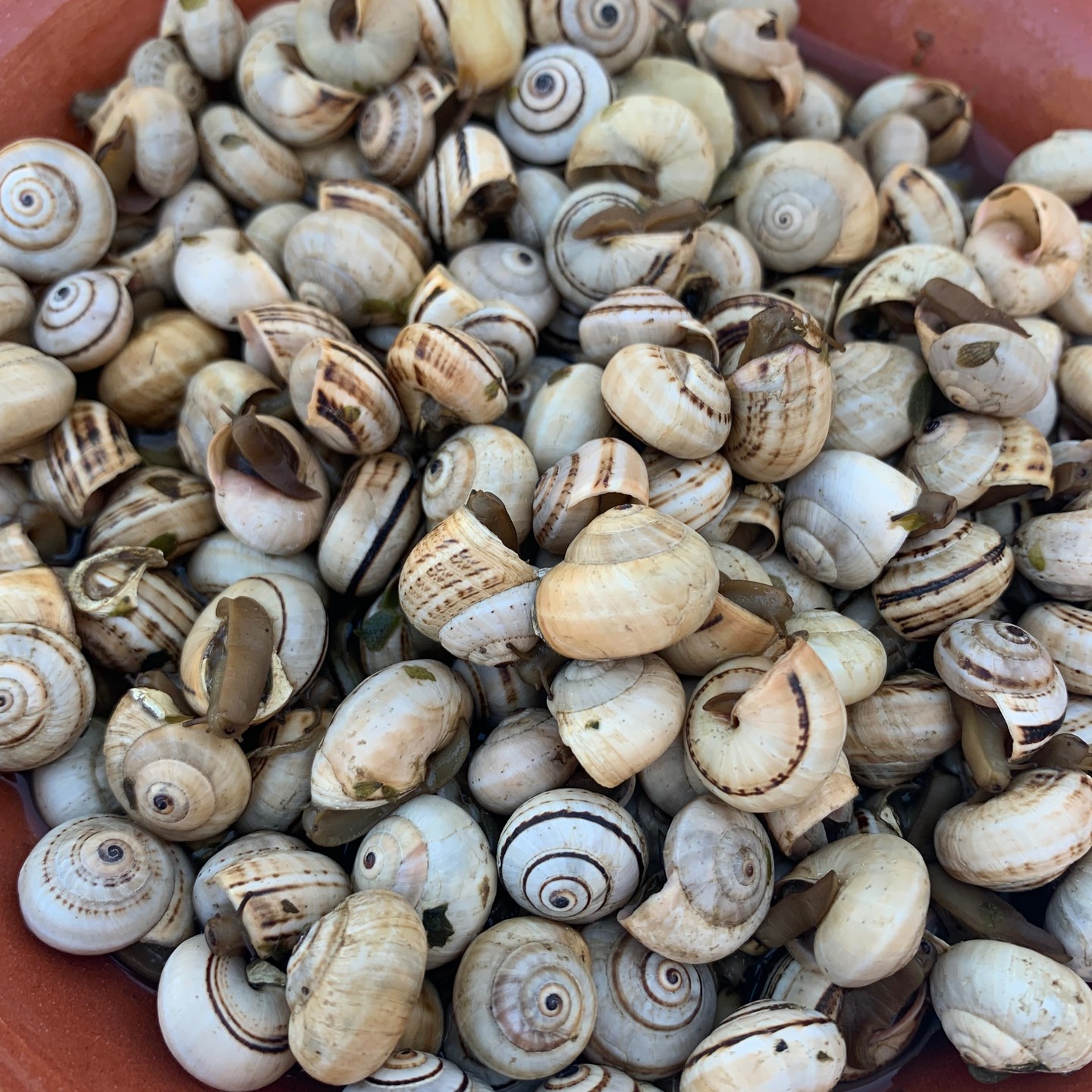 Stop over in Lisbon. #lisboa is fascinating and enchanting, the wind caresses you (or sometimes overturns you... ), its heritage... but how to forget about #crabs , #percebes , #shrimps and #caracois ... it's poetry! #lisbon #portugal #belem #timeoutmarket