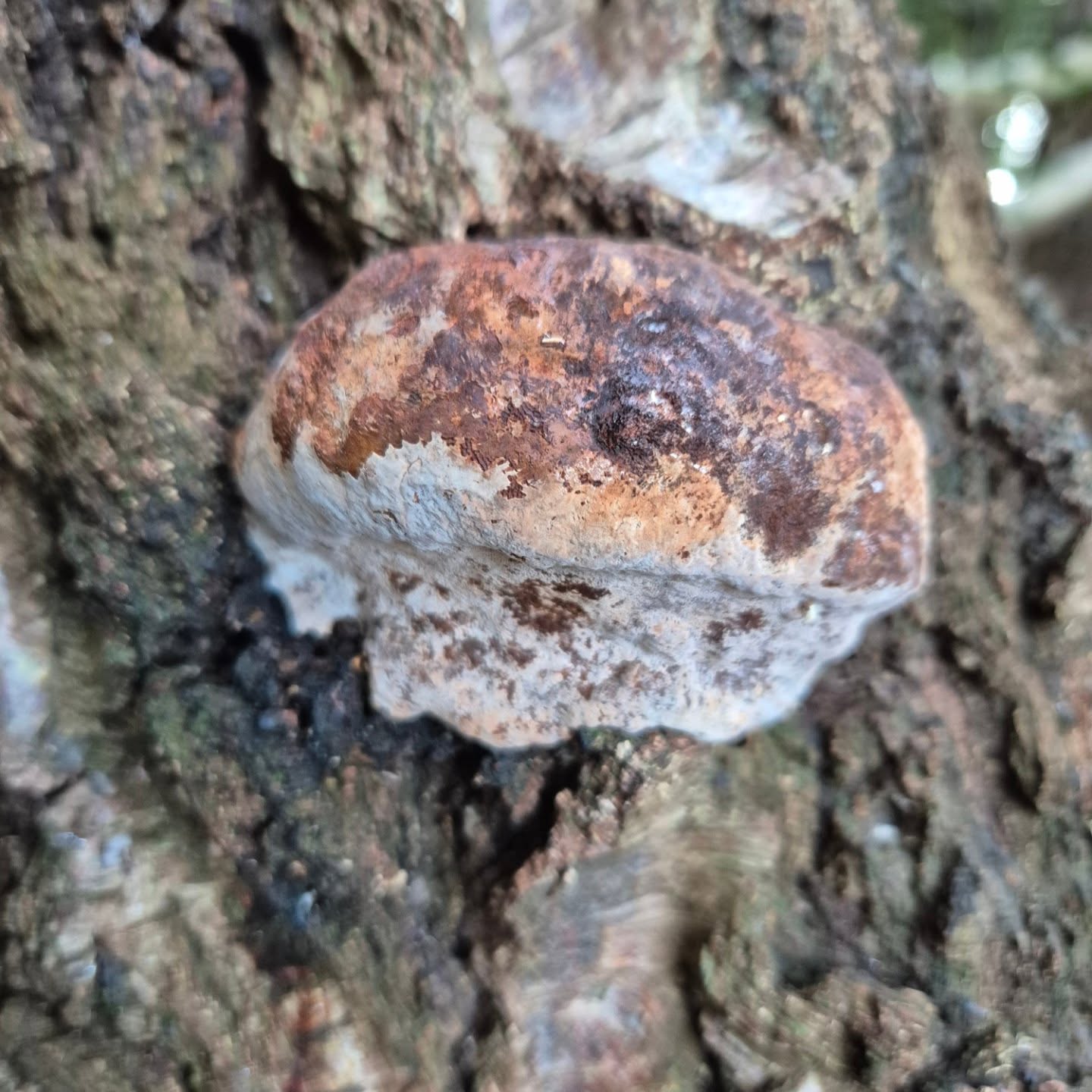 Another spot on today's mushroom meandering