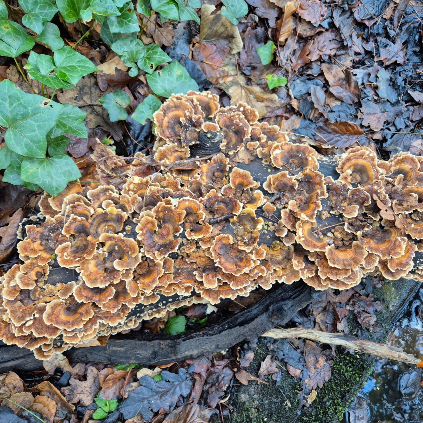 Mini winter woodland walk mushroom spotting