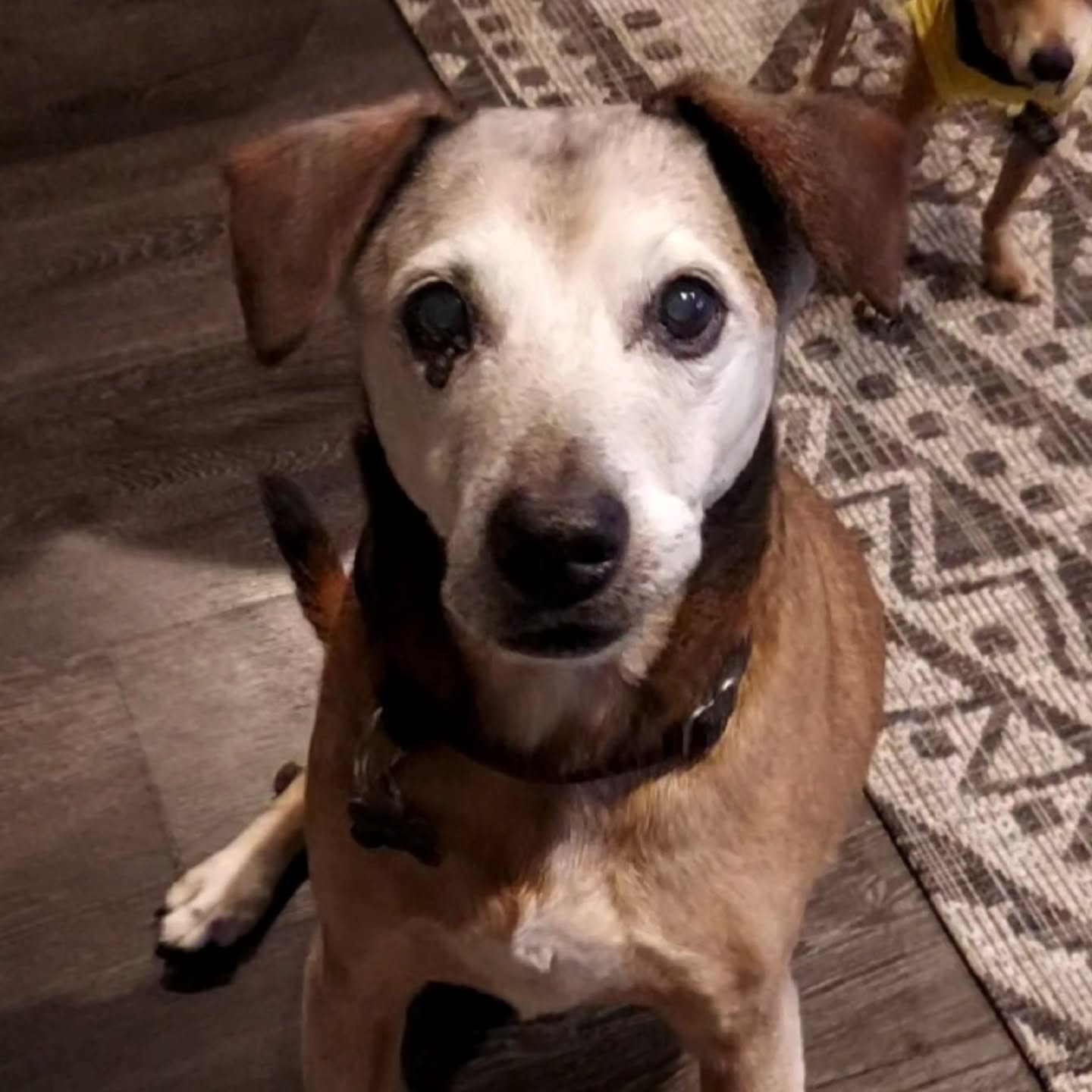 Georgie 🥰🩵🐾