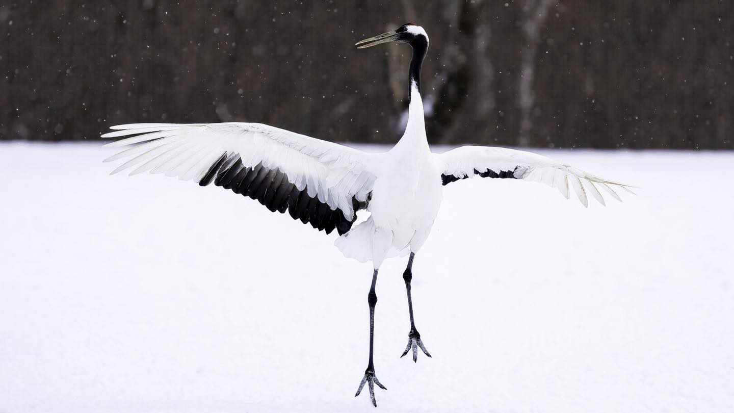 As snow falls in Hokkaido, the Tancho (red crowned crane) dance to attract a mate. They do it just a bit more gracefully than humans at the disco 🕺💃 shot with Sony A7RIV with 100-400 GM