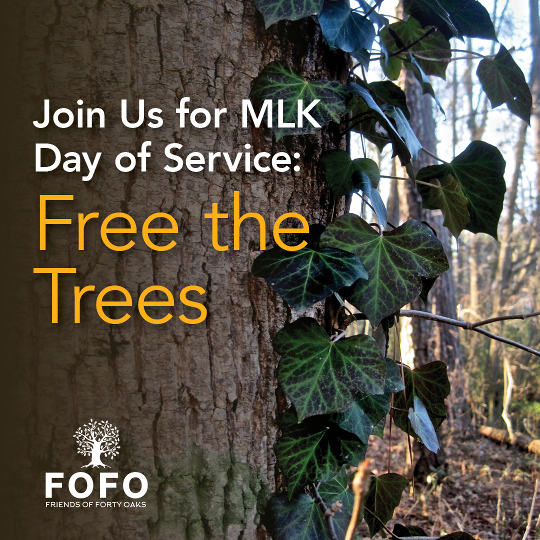🌿 Join Us for MLK Day of Service: "Free the Trees" 🌿
This January 20, 2025, help us make a difference at Forty Oaks Nature Preserve!
🌳 We’re teaming up to remove invasive English ivy from our trees, restoring the health of this cherished natural space.
💪 We Need You! 💪
Whether you're a seasoned environmentalist or a first-time volunteer, there's a place for everyone. Bring your family, your friends, and your love for nature.
🛠️ What to Bring:
Gloves
Pruners, loppers, or hand saws (if you have them)
Warm, comfortable clothes and sturdy shoes
🕘 When: 10:00 AM - 1:00 PM
📍 Where: Forty Oaks Nature Preserve, Clarkston, GA
🌟 Let’s honor MLK’s legacy of service by giving back to our community and nature. Together, we can "Free the Trees" and protect this vital green space! 🌟
#MLKDayOfService #FreeTheTrees #FortyOaksNaturePreserve #clarkstonga #EnvironmentalStewardship