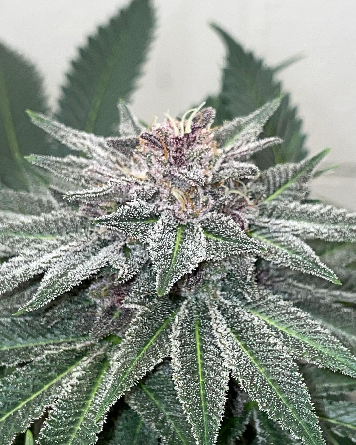 This is Portal Potion #23. Her lineage is (Dj Shorts Blueberry F4 x Green Room CBD) x Tinker Toots.
These genetics are a very balanced relaxing Indica. I say balanced because you can smoke on her all day without fatigue. These meds release deep muscle aches AND High anxiety/PTSD.
These meds don’t have a whole lot of KICK to most of the modern THC hybrids out there which make Portal Potion #23 exceptional medicine for a beginner.
These buds wreak of Blueberry , lavender and floral notes. One the medicine is cured the mothball smells are brought out. Some phenotypes are heavier mothballs than the other. The more floral/lavender notes…often is a higher CBD phenotype.
I crossed the Portal Potion #23 with Stinky Pinky to make Wizard MindBomb. This will be a little bit heavier on the THC side, for those wanting that same similar flavor but with a bit more of a PUNCH!
Wizard MindBomb seeds are only available as freebies and will NOT EVER be sold as single packs.
I will be doing something special with the Wizard MindBomb next summer!
I will be making some F2s AND I’ll be injecting more CBD into this one in hopes to create a CBD dominant Line from THAT cross.
Portal Potion #23 is my balanced CBD / THC cultivar.
Wizard MindBomb is my higher THC than CBD but STILL CBD ratio cultivar.
And next summer I’ll be starting my endeavor on making a CBD Dominant cultivar from the Wizard MindBomb Male.
Just wanted to give an update on some things. Hope everyone is ushering in the new year right! I know I sure am!
Until next time Growmies!