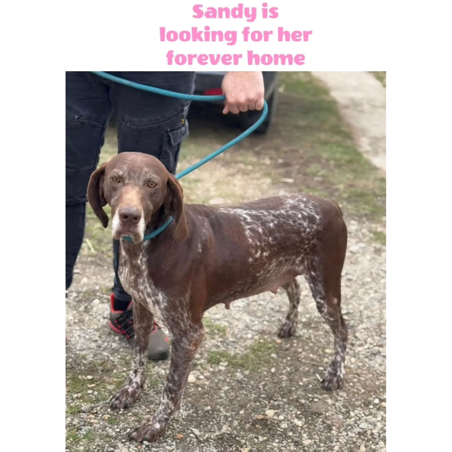 Thank you very much for your contribution
💖🐾Caroline Roels
€10,25
💖🐾 Ans Flier
€15,39
💖🐾Tanja Enneking
€25,59
💖🐾Chris and Monique van Lersel
€15,39
💖🐾Amanda Ostman
€5,50
💖🐾Anonmous donor
€5,13
💖🐾 Mariah Connerley
€10,70
💖🐾Natascha van Dam
€10,00
💖🐾Marian Priem
€5,13
💖🐾Carlijn & Bliss Van Cronenberg
€10,24
💖🐾Anonymous donor
€51,31
💖🐾Freya Ruiter
€7,68
💖🐾 Danielle Mertens
€10,00
We appreciatte your support💝
Contact via email: gsprescuehr@gmail.com
Website: https://www.gsprescuehr.com/nl/contact.
#dontshopadopt#gspoftheday #gspcommunity#germanshorthairedpointerlovers #germanshorthairedpointerlovers #pointerlovers #gspcommunity #pointerlove #germanshorthairedpointer #birddog #pointersofinstagram #gsprescue #gspworld #gsp #gsplife #gsploverig #gsplovers #gspsofinstagram #gspuniverse @lydia_lidach #rescuedog #rescuedogsofinstagram #rescuedismyfavoritebreed#deutschkurzhaar