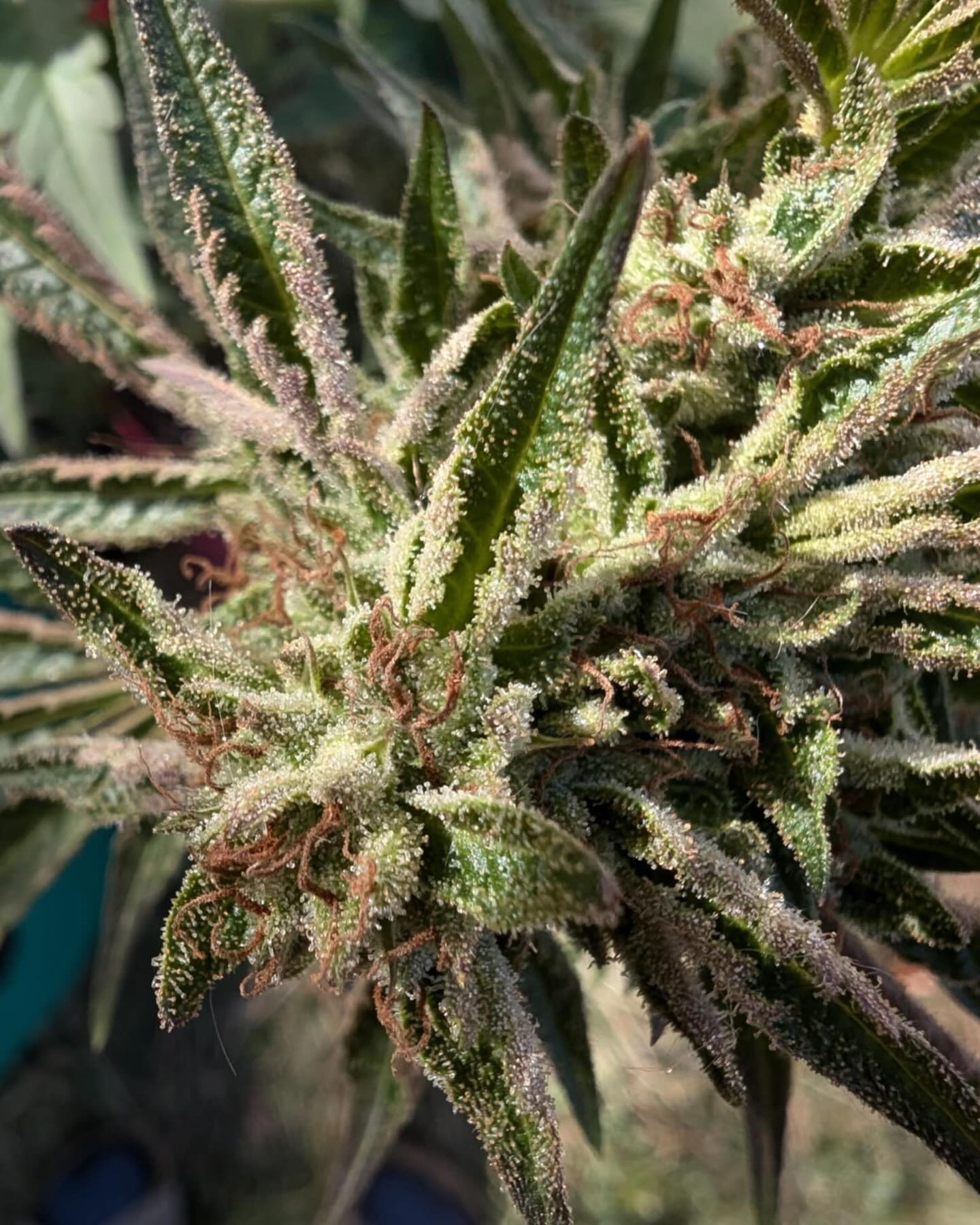 Next summer we will be making the Shebangz Bx!!!
We love the complexity Sherbanger 22 and Candy fumez offers in a Hybrid.
We will also be making Factory Fumez F2’s with the same Male!
This will likely be apart of our second project which will only be available as freebies!
I will slowly but surely be announcing the work we will be embarking on for the year of 2025!
I hope you all are as excited as I am!
MUCH LOVE!