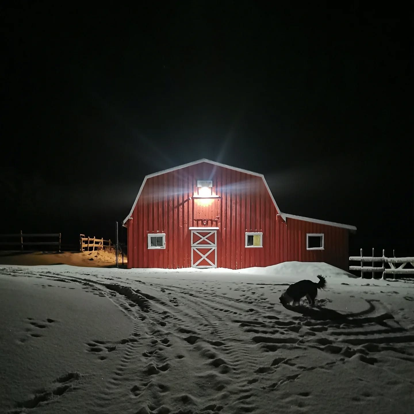 I love a old barn at nite. It's cold and crisp but inside horses a noisily munching hay.
We painted the barn this summer first time in 20 years so it was due lol
#horses
#trailriding #barn #winter