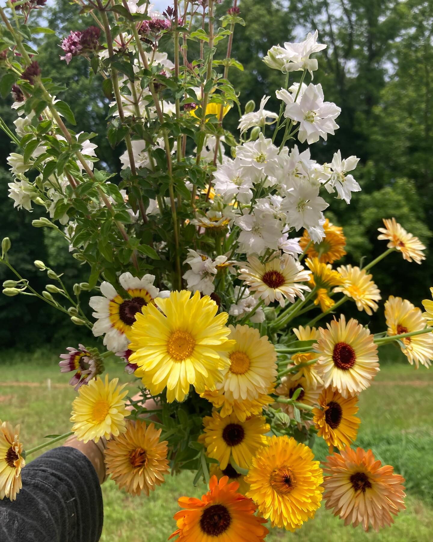 How about some sunshine on this cloudy winter day! ☀️ We’ve been dreaming and scheming for our 2025 fields and can’t wait to see it come to life! We have BIG plans for sunflowers this year ~ as well as hundreds of fun perennials that are here for a good time AND a long time.🌻 Get on our email list to stay in the loop! 💫 Sign up for our newsletter on the website or email orders@peachhousefarm.com to add your name to the list. ✅
