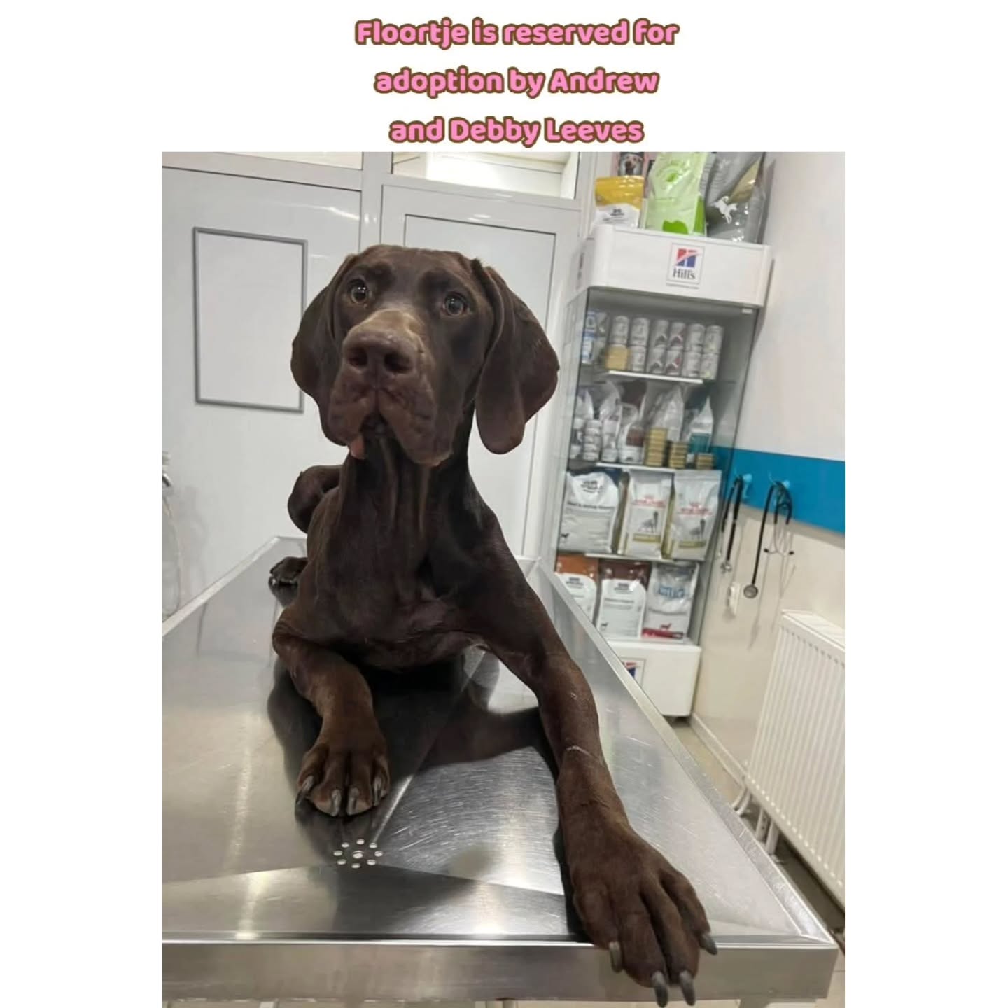 Dear Andrew and Debby Leeves, thank you very much for your contribution of €75,26 for Floortje💖🐾
Contact via email: gsprescuehr@gmail.com
Website: https://www.gsprescuehr.com/nl/contact.
#dontshopadopt#gspoftheday #gspcommunity#germanshorthairedpointerlovers #germanshorthairedpointerlovers #pointerlovers #gspcommunity #pointerlove #germanshorthairedpointer #birddog #pointersofinstagram #gsprescue #gspworld #gsp #gsplife #gsploverig #gsplovers #gspsofinstagram #gspuniverse @lydia_lidach #rescuedog #rescuedogsofinstagram #rescuedismyfavoritebreed#deutschkurzhaar