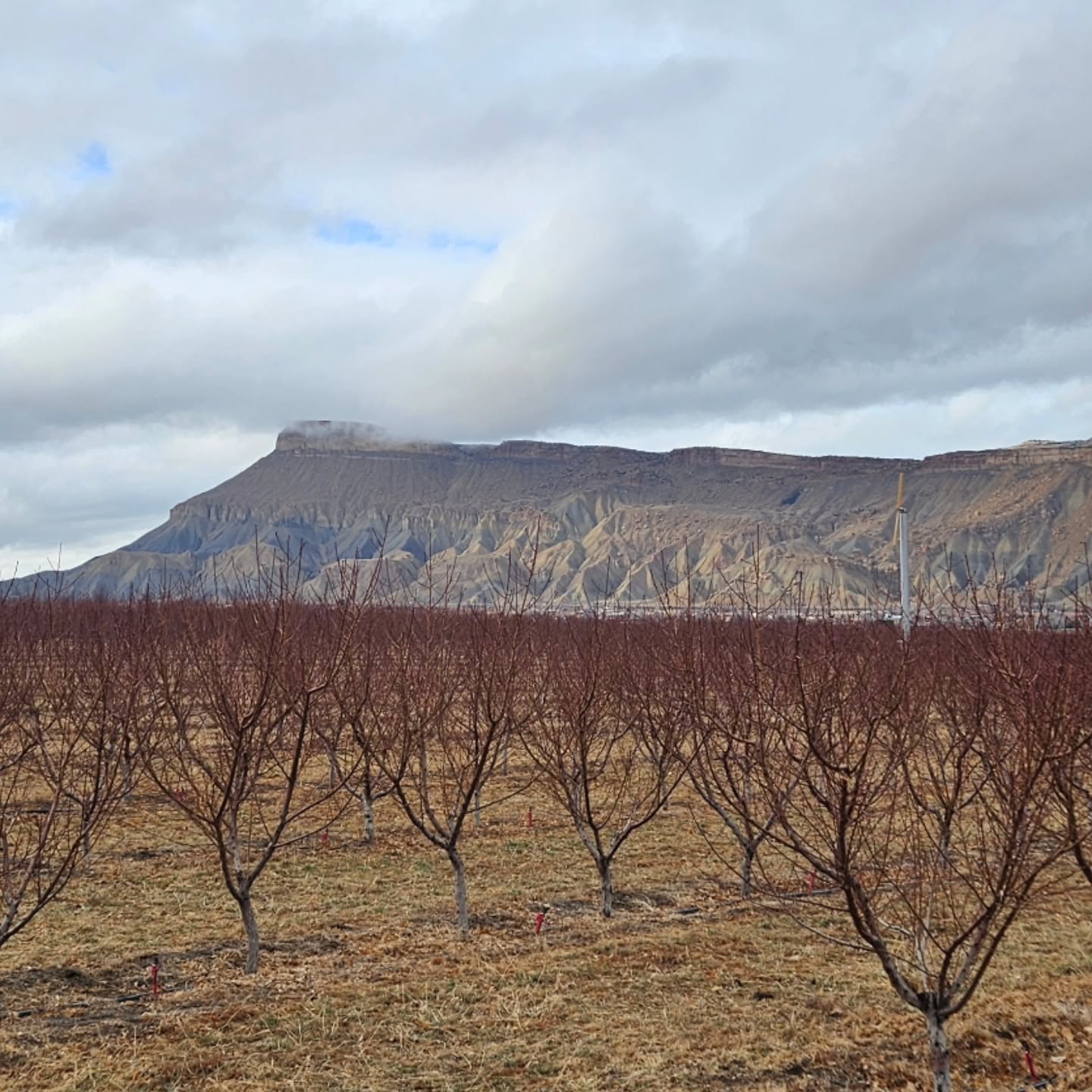Palisade is gorgeous any time of year!