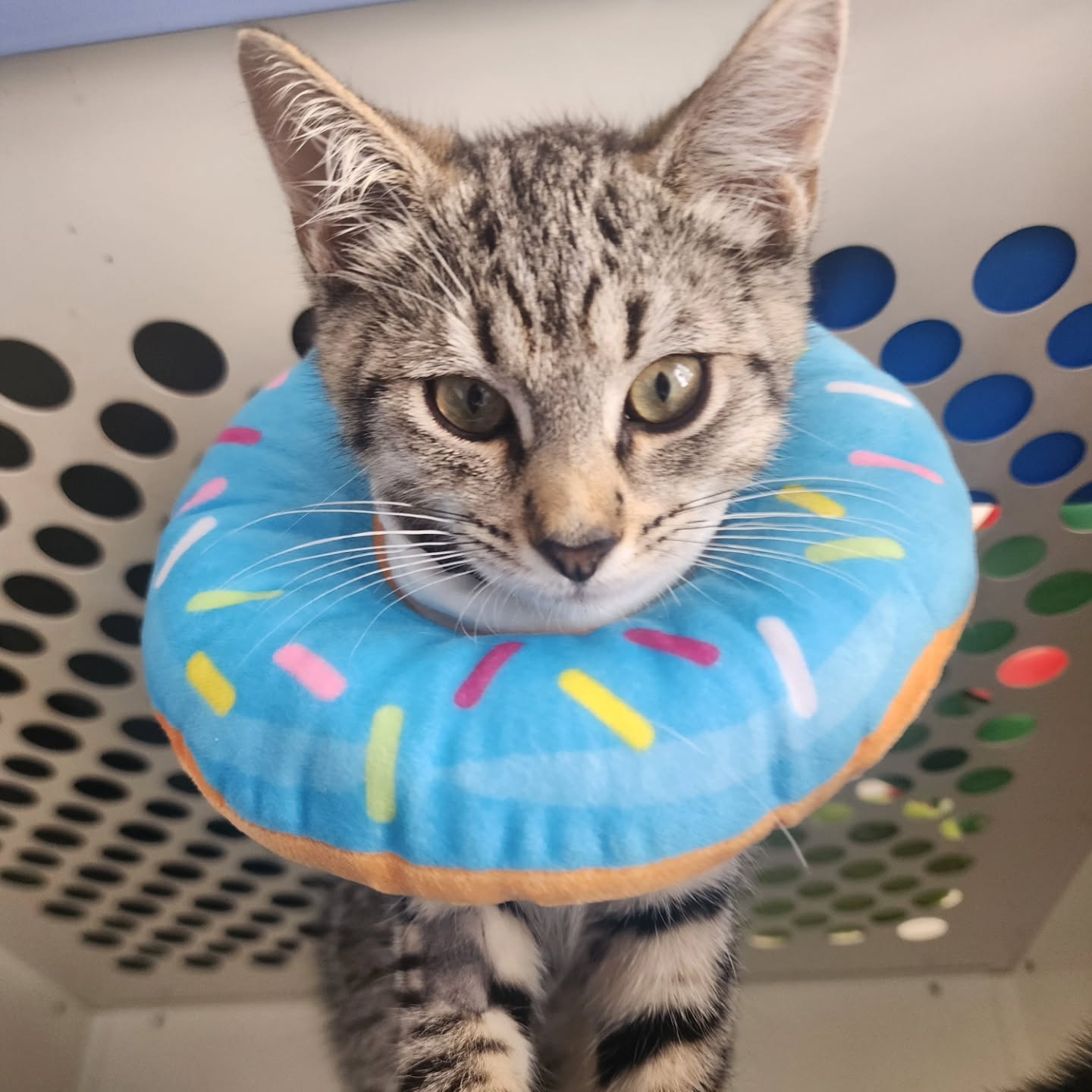 We have more kittens! 🙀
This is Bobbi and Felix. Both were unfortunately dumped in their young age, have had all their vet work done, and are now looking for a forever home. They are probably one of the most purriest and affectionate litters we have had yet!
Felix is a black/white domestic shorthair, and Bobbi is a bit special as she is a tabby Manx kitten - these cats are born without a tail and instead have a bunny-like nub in it's place 🐰
If you could be interested in giving these two a home, either separately or together, feel free to email us at info@hillsdistrictvet.com.au or call us on (02) 96511988.