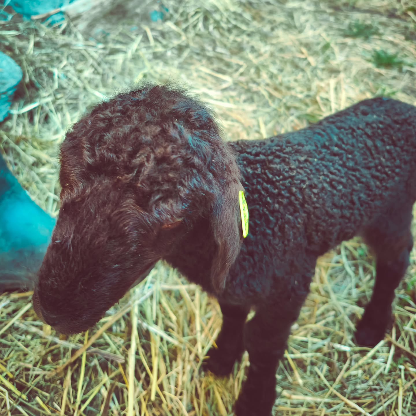 Die ersten Lämmer von diesem Jahr sind bereits geboren. In den nächsten Tagen erwarten wir noch viele weitere Jungtiere.
#brandeija #walliserlandschaf #lamm #babysheep