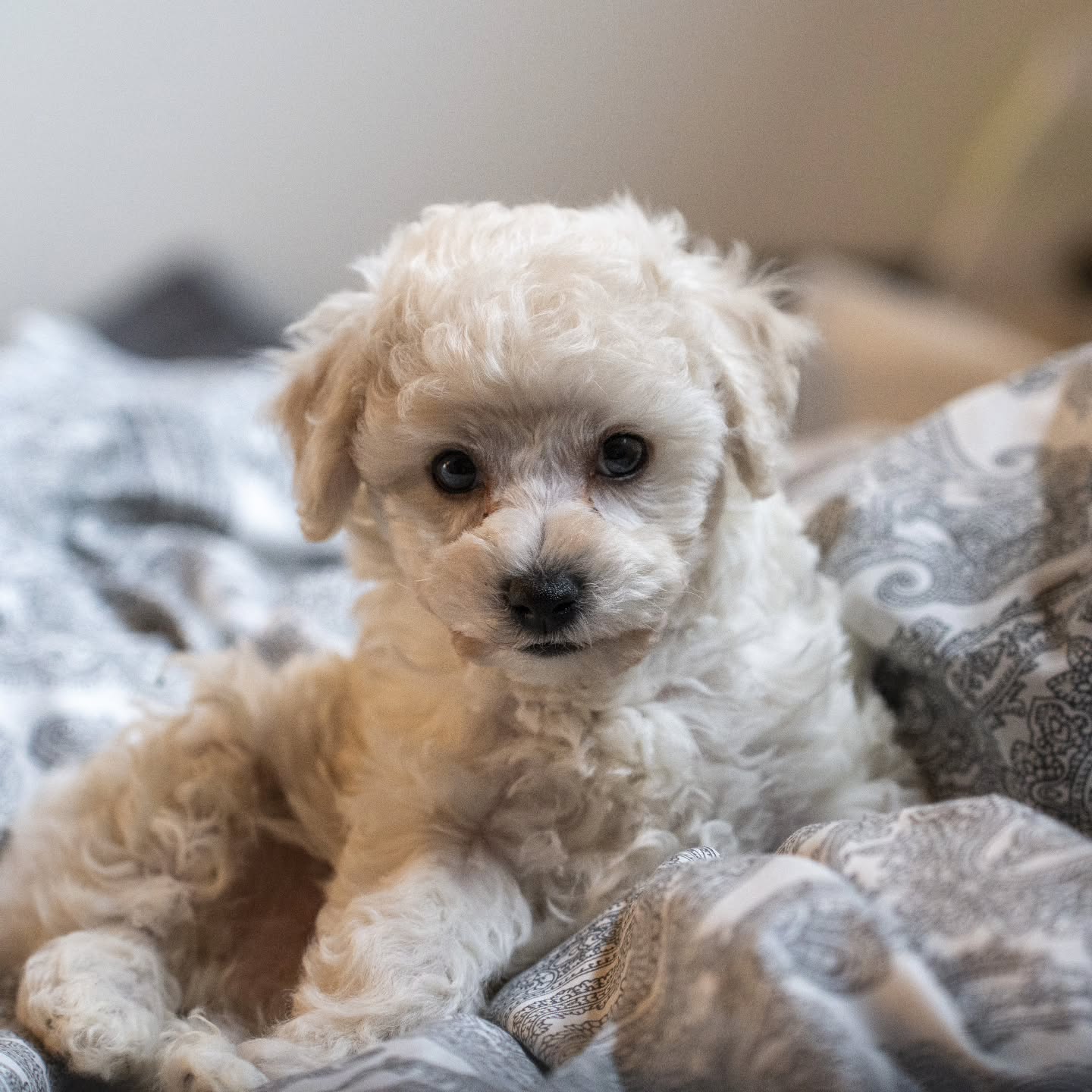 The boss at the office 😎