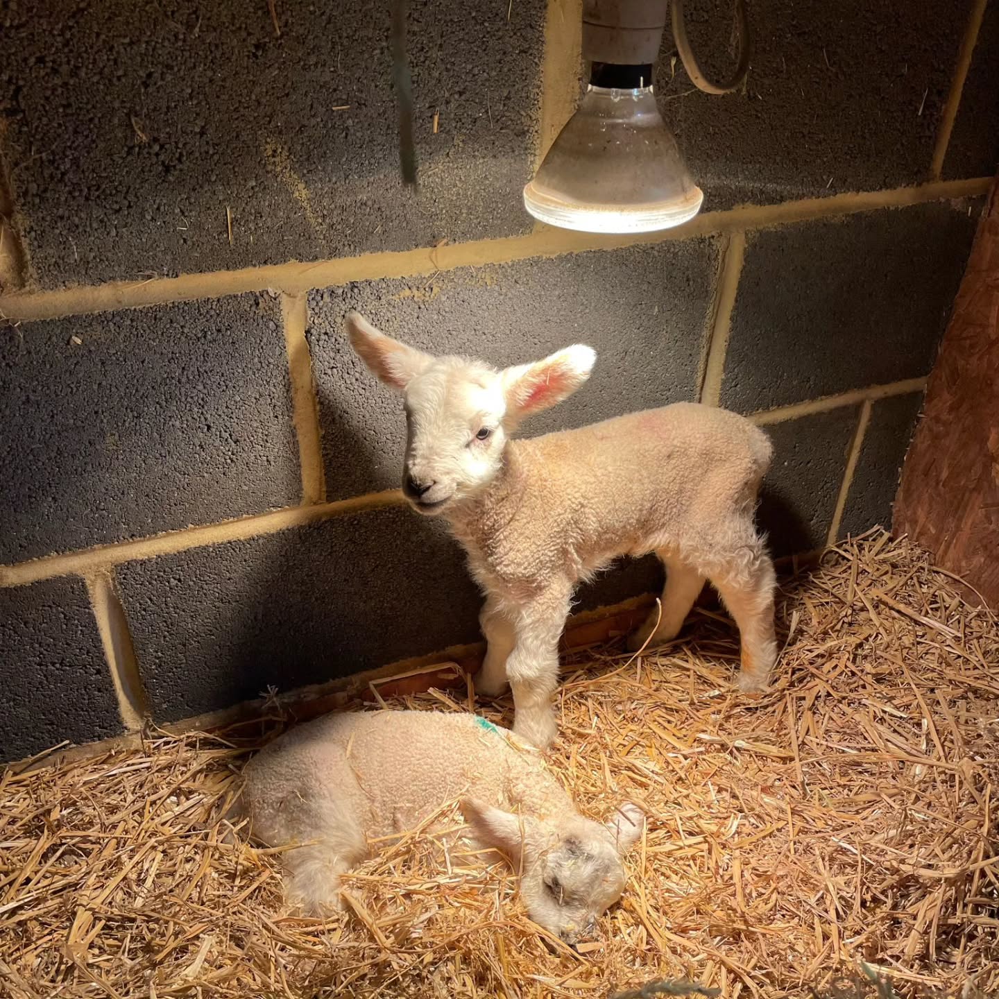 Preschool visit to the farm 🚜 🐑
Today, preschool visited Priors Farm to see the lambs, then afterwards returned to preschool for activities, cake and a raffle 💗
We hope you all had a lovely time! 🐑
#springtime #lambs #sheep #farm #preschool #earlyyears