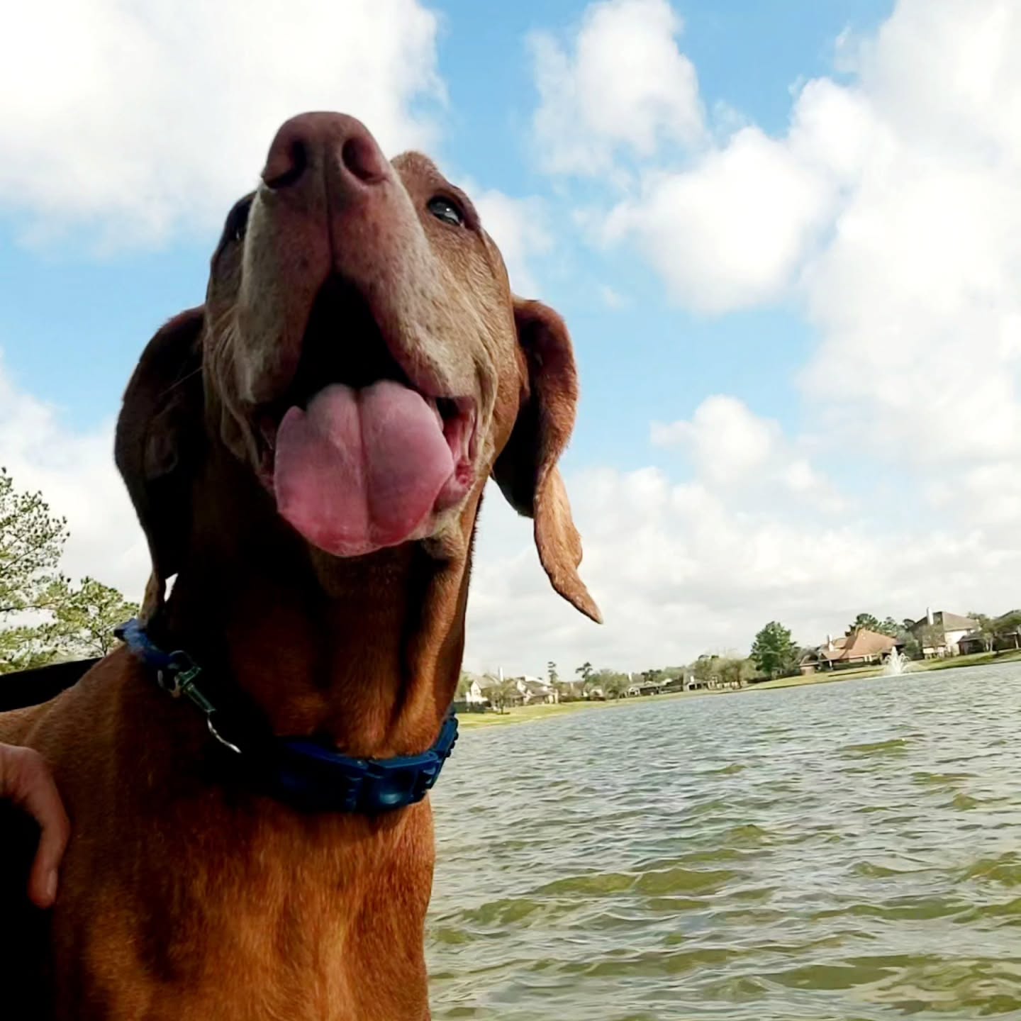Wednesday vibes! It's a beautiful day for a walk by the lake! #petsitterlife #dogwalker #timetopet #ilovemyjob #iloveyourdog #viszla