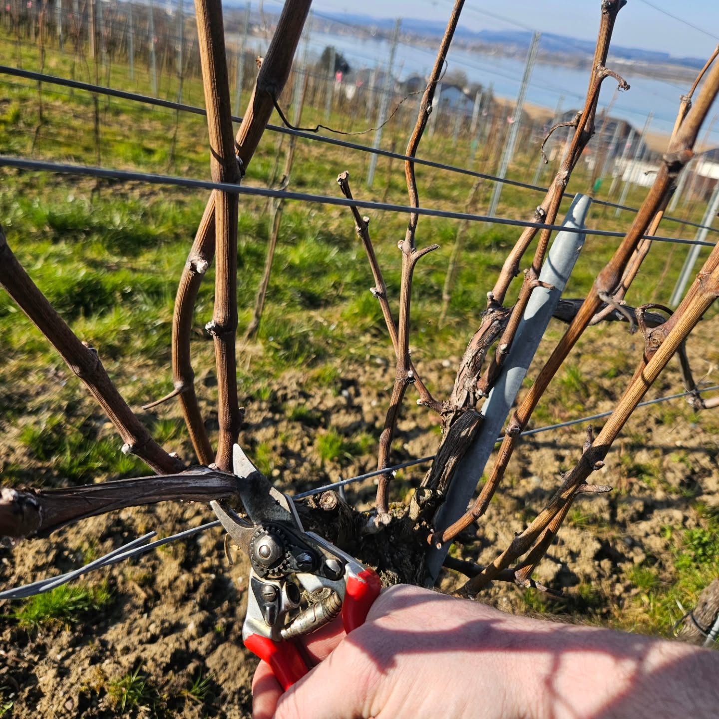 Schnitt für Schnitt zum neuen Jahrgang! ✂️☀️ Wir haben das schöne Wetter der vergangenen Wochen genutzt und die Reben geschnitten.
.
.
.
#grüningersrebbau #wein #weinberg #weinbaubetrieb
#weinbau #winzer #frühling #reben #rebenschneiden
#müllerthurgau #untersee#schönwetter #thurgau
#ermatingen #chretzerwy #familienbetrieb
#triboltingen