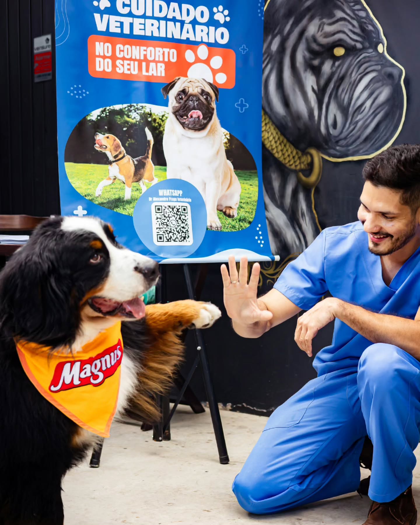O Bernese Mountain Dog ou Boiadeiro de Berna, é uma raça incrível, conhecida por sua lealdade, inteligência e temperamento dócil. Originário da Suíça, esse grandão de pelagem tricolor (preta, branca e marrom) era usado para pastoreio e tração, mas hoje conquista corações como um excelente companheiro familiar.
São cães carinhosos, protetores e se dão super bem com crianças! Apesar do tamanho imponente, são extremamente amigáveis e adoram um bom carinho. Mas atenção: eles precisam de espaço, exercícios e, claro, muito amor! ❤️