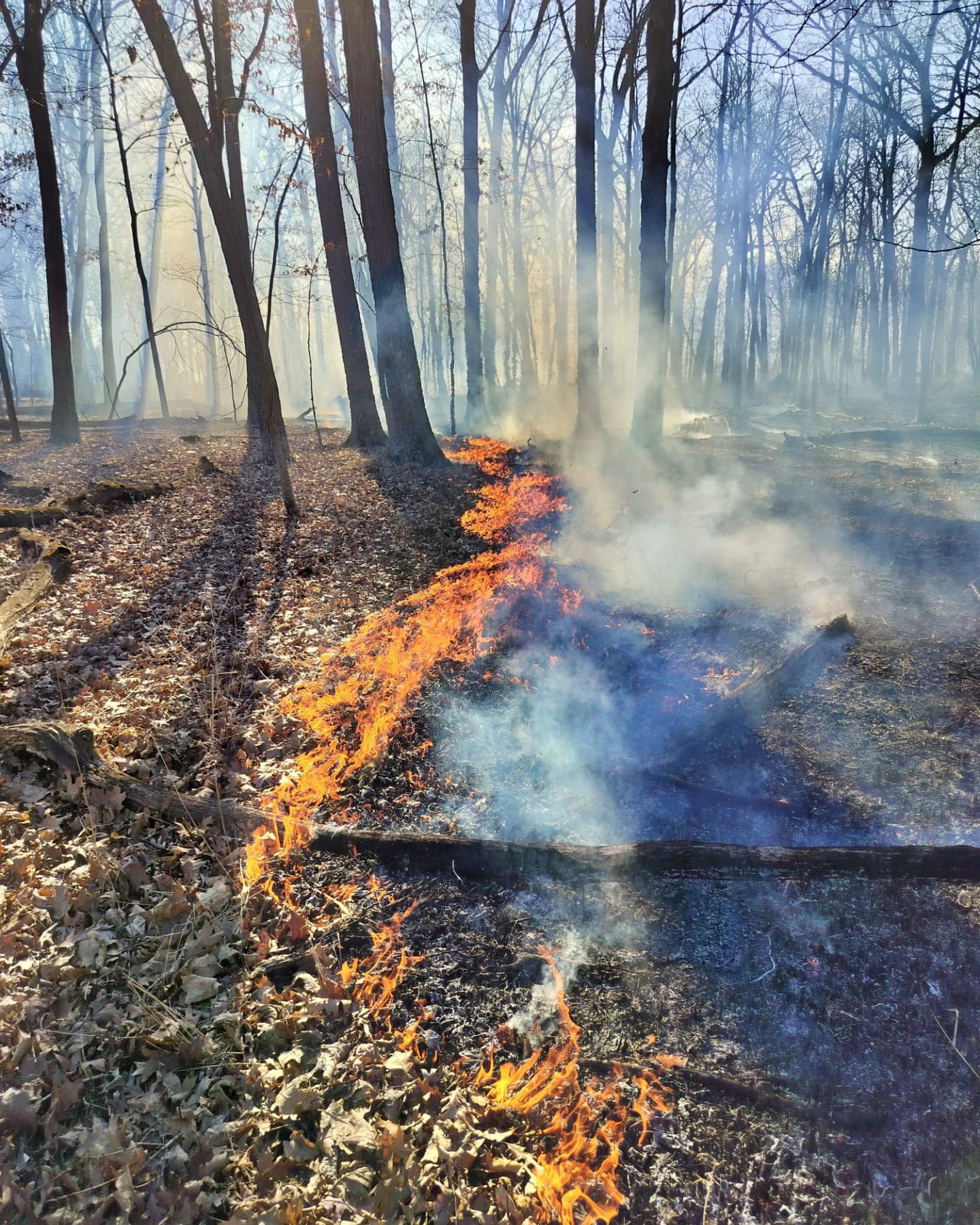 Thursday Moment of Zen. Ecological management of the oak hickory woodlands with fire. The clarifying hearty smell, the staccato crackling of the dried oak leaves, and the pearly plumes of smoke create a beautiful symphony of sensations.
